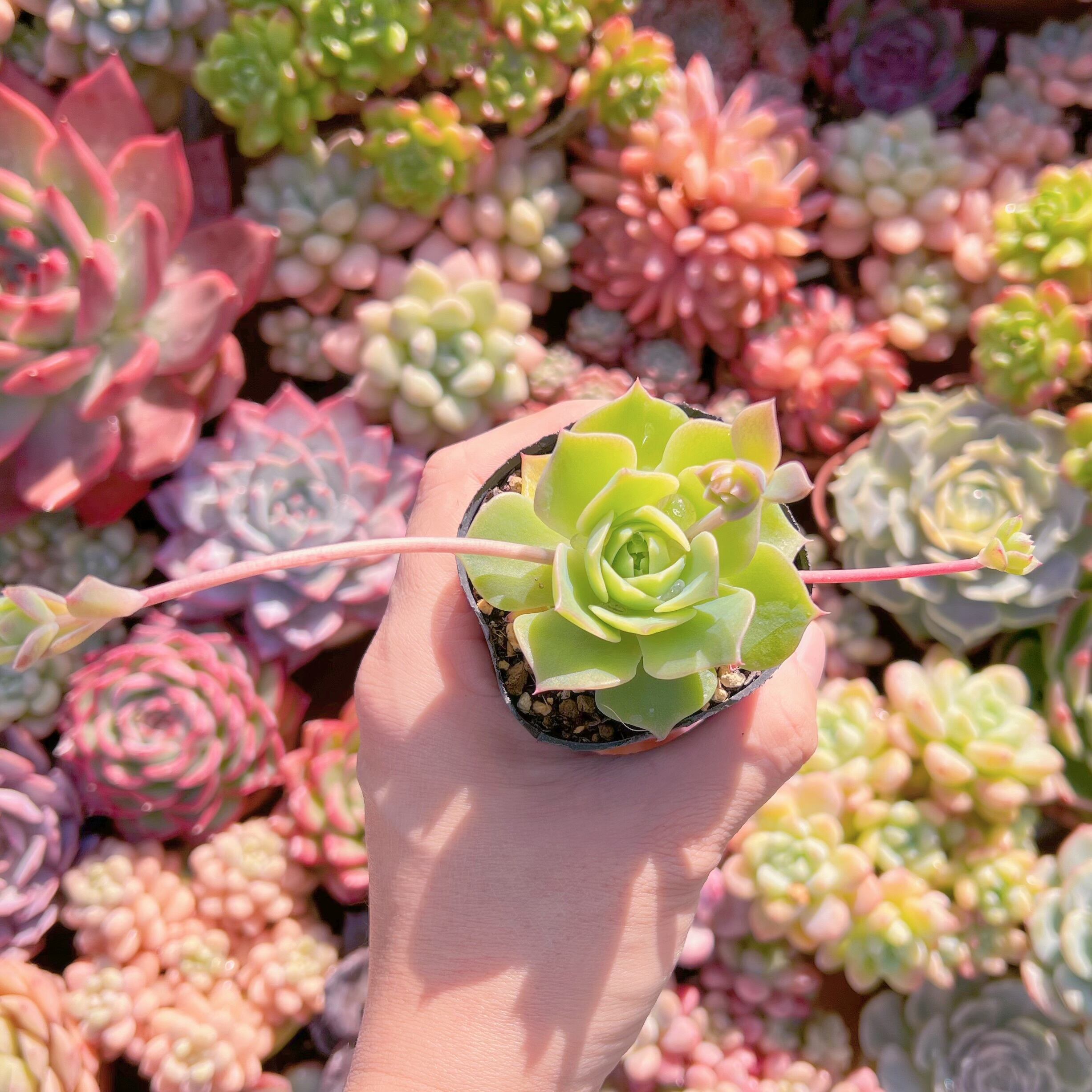 現品　マクドガリー ワイドリーフ#617   古株　るる農園