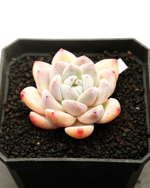 【NEW-STANDARD】水耕栽培苗 アイスドリーム Echeveria 'Ice Dream'