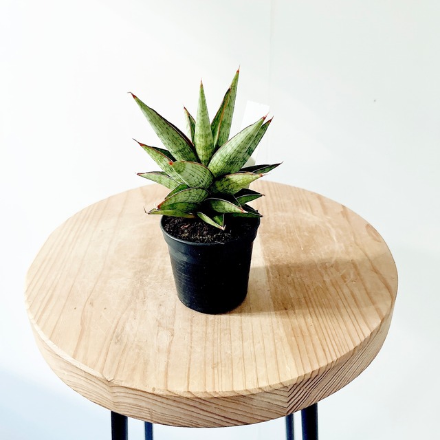 希少 サンスベリア ロックマン 観葉植物 calm cafe