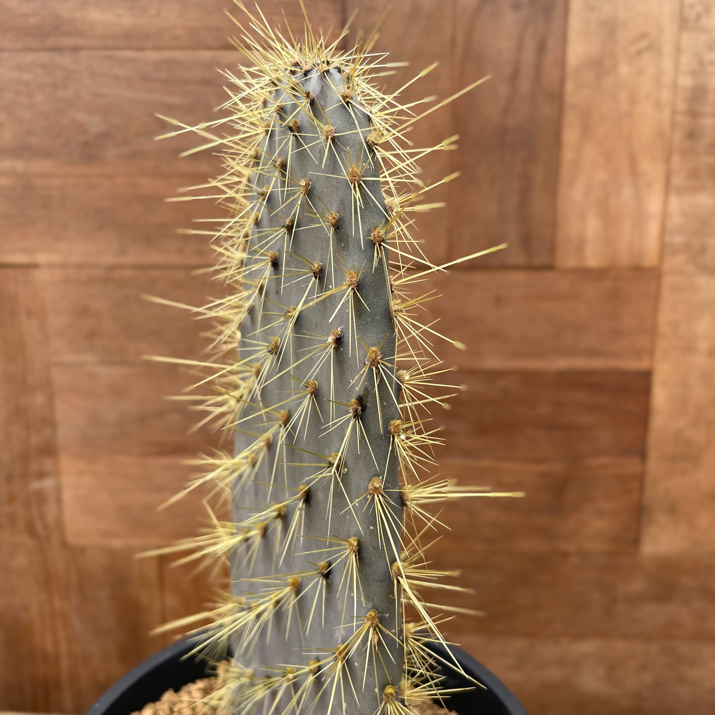 4日間限定5000円値下げ中！ガラパゴス団扇 黒肌 3段 サボテン 柱サボテン