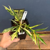 【厳選株】フィロデンドロン　トータム　斑入り【665】