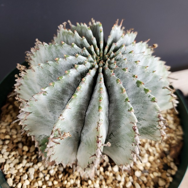【白衣タイプ 89mm】オス株 Euphorbia horrida ユーフォルビア ホリダ