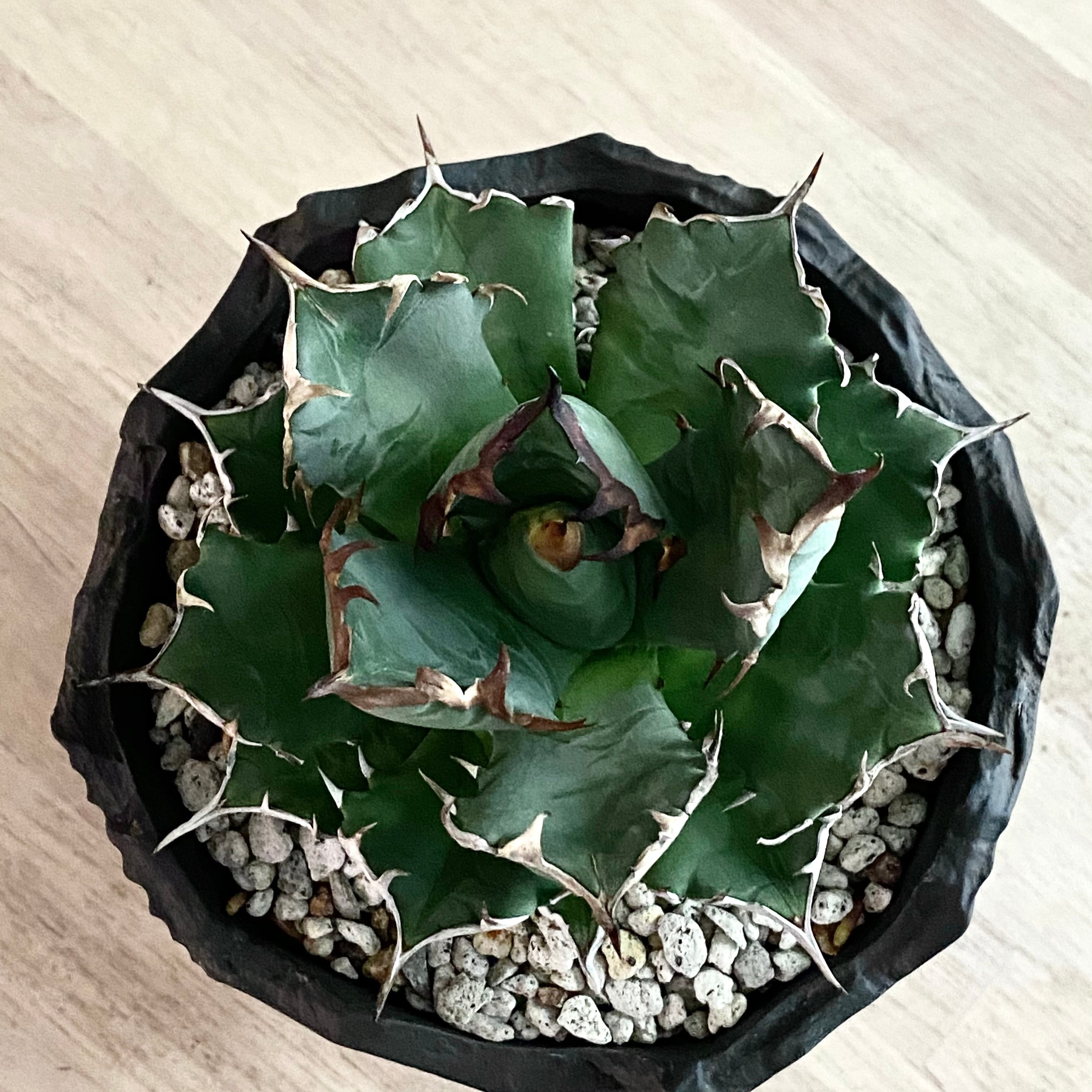 agave titanota No1 /アガベ チタノタ ナンバーワン 鉢付き 【観葉植物】【多肉植物】【インテリア】【鉢込み発送】【発根済み】【美株】