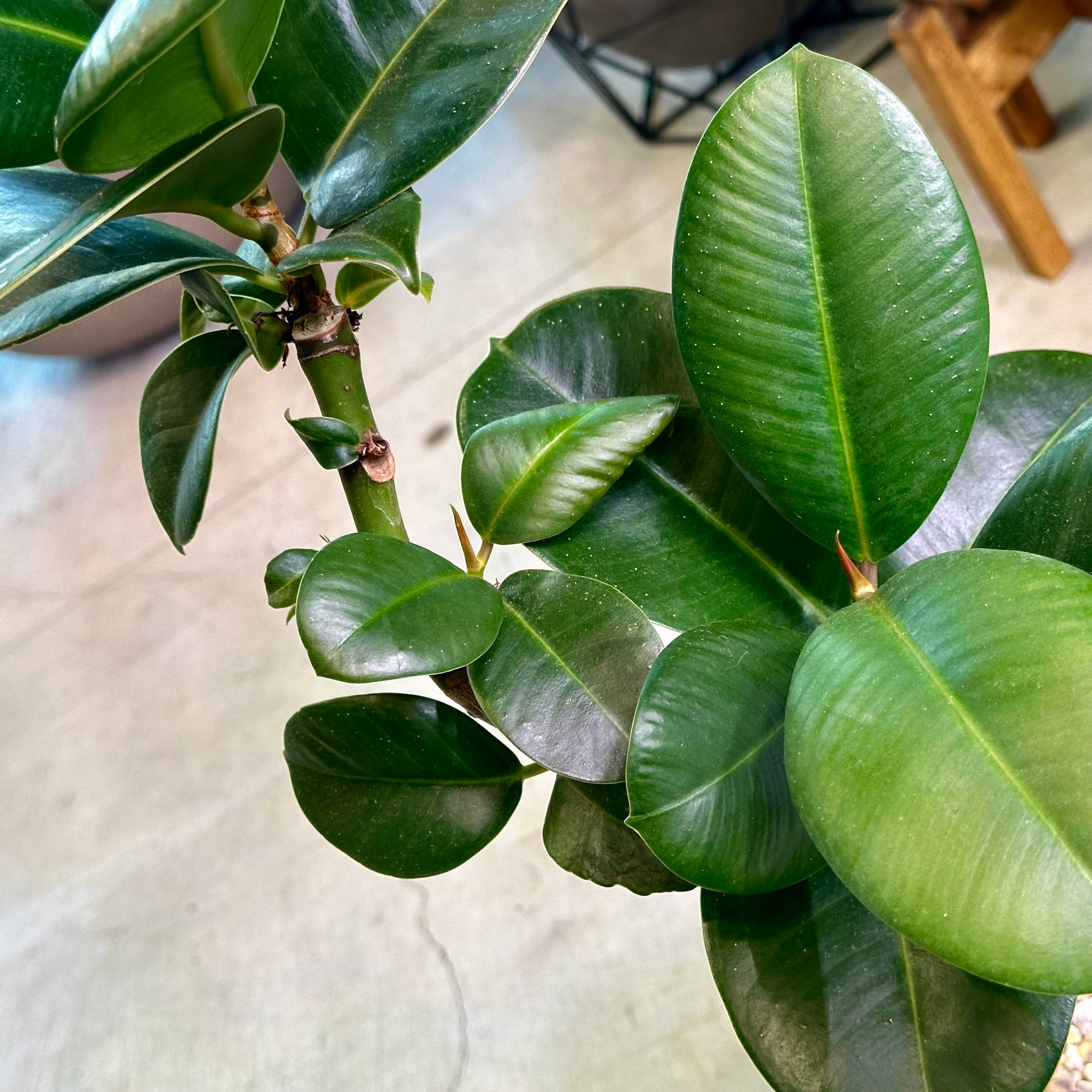 フィカス・ソフィア | barrelplants_BONSAI