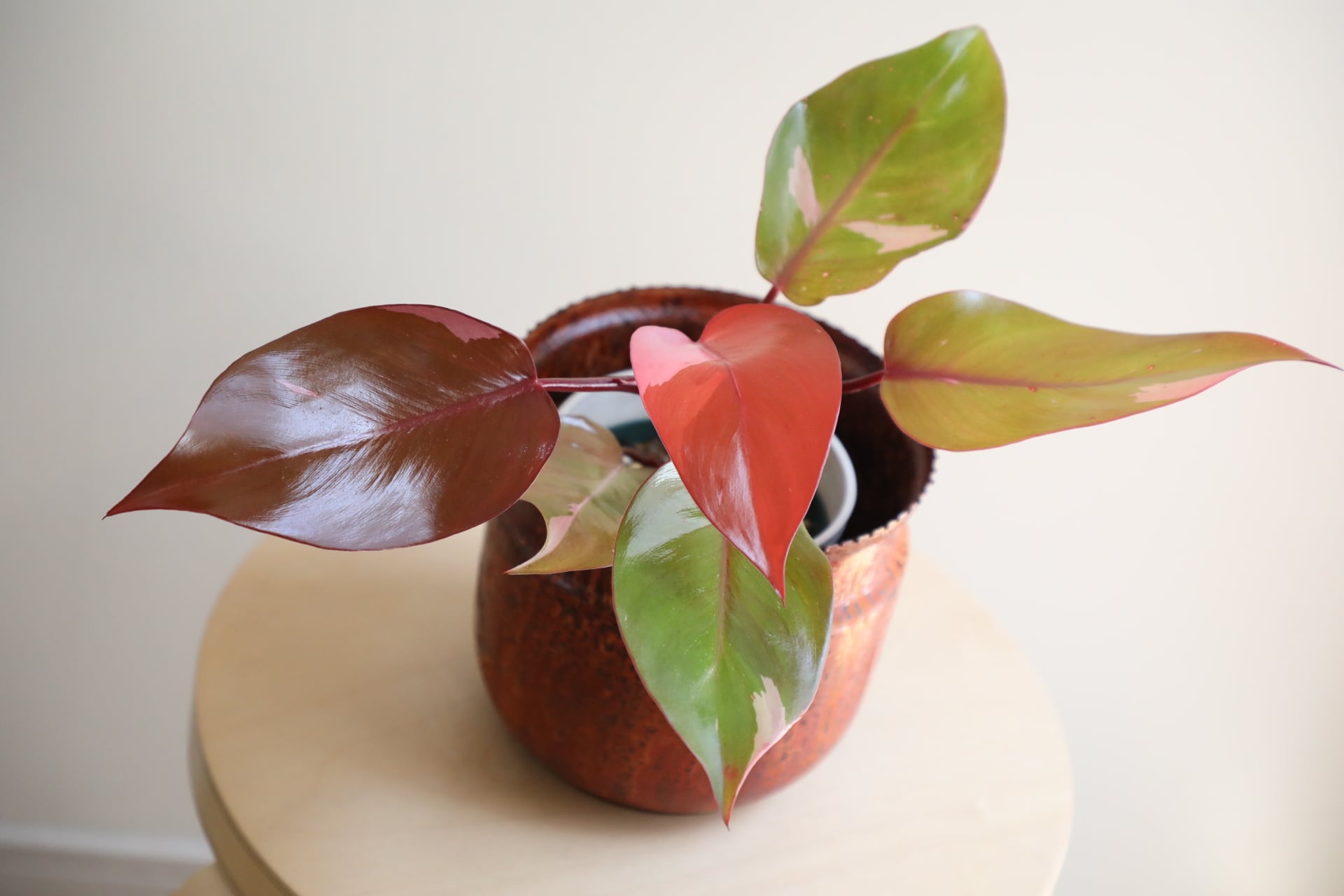 希少】【M】フィロデンドロン パーシモンプリンセス/Philodendron