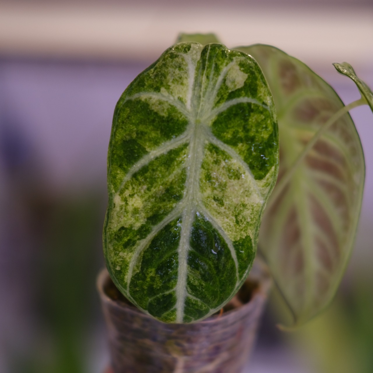 Alocasia Ninja Tricolor│アロカシア ニンジャ 斑入③│観葉植物