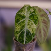 Alocasia Ninja Tricolor│アロカシア ニンジャ 斑入③│観葉植物