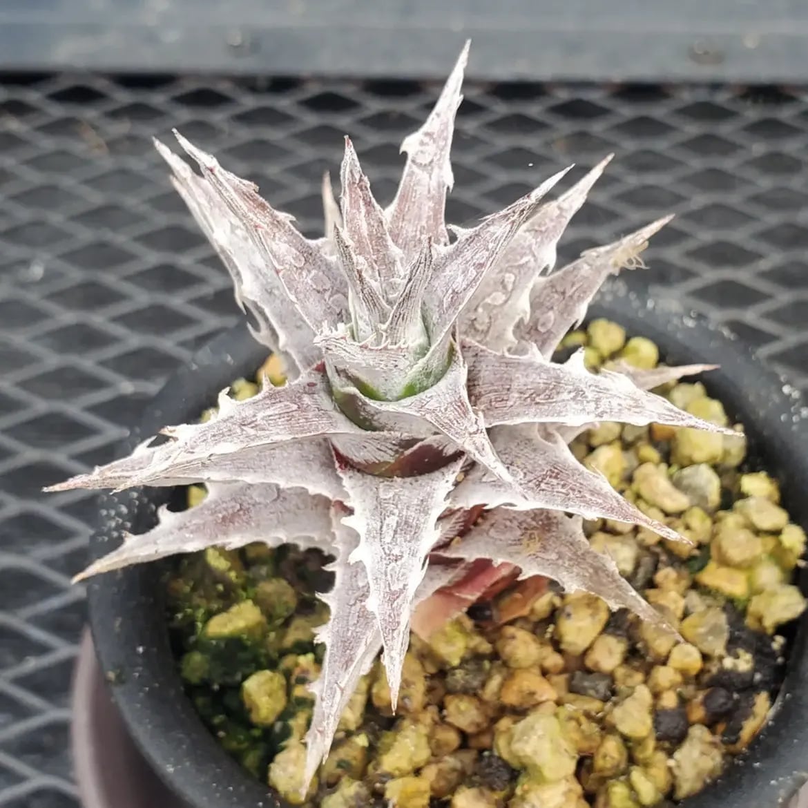 Dyckia（ディッキア） | レアプランツ通販サイトPlants Maniax