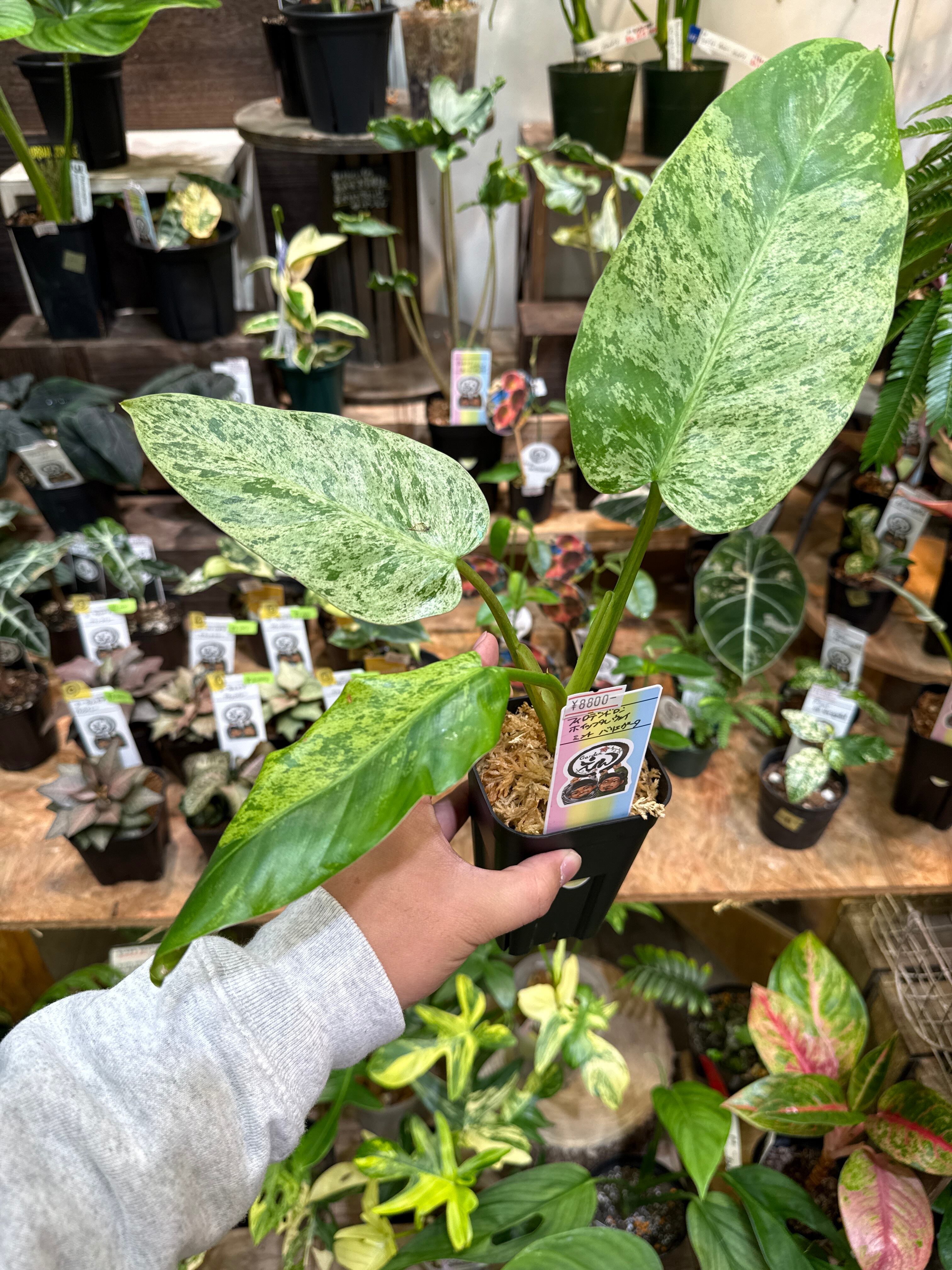 フィロデンドロン ホイップルウェイ ミントバリエガータ | Gardenえん