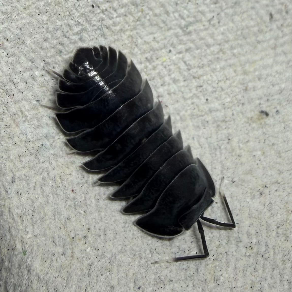 ブラックホールダンゴムシ 5匹セット | 昆虫ショップ BUG FOREST
