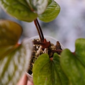 アンスリウム シリ / Anthurium Siri(A.radicans×A.dressieri)