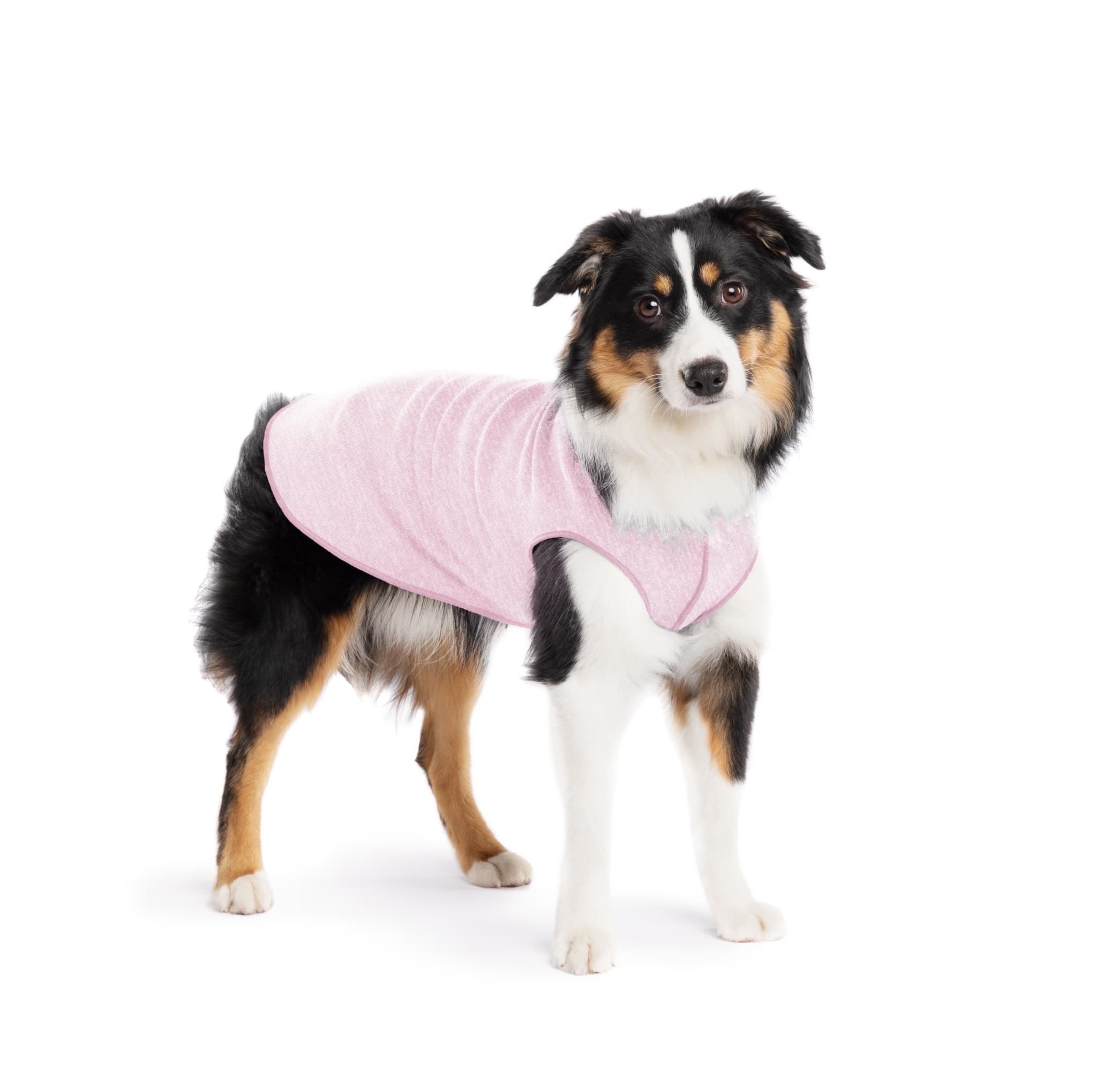 新品Gold Paw Sunshield Size8 小型犬用 紫外線カット Goldpaw | THE SUN