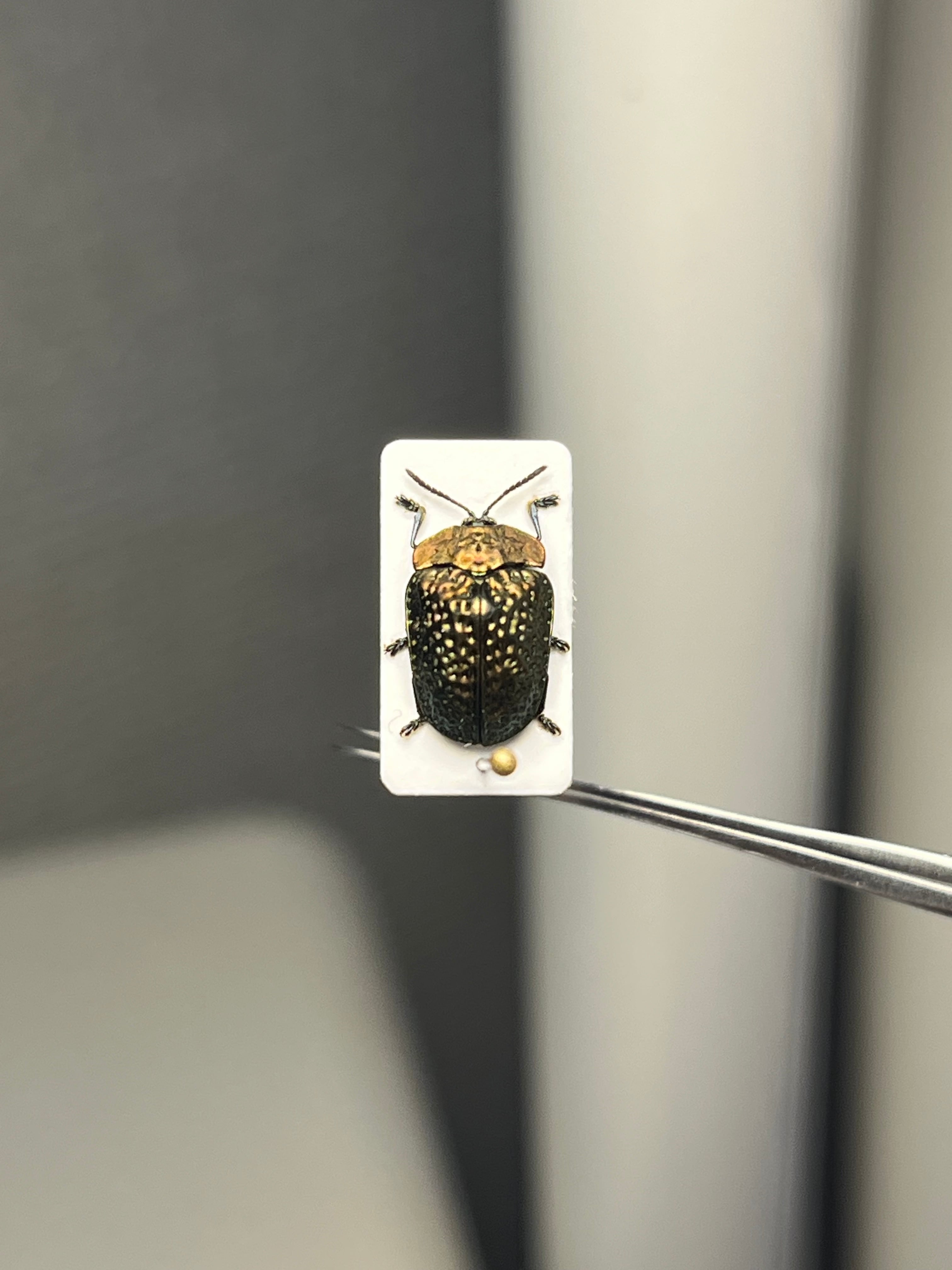 腿太葉虫最大種】Sagra buqueti モモブトハムシ プラチナコガネ