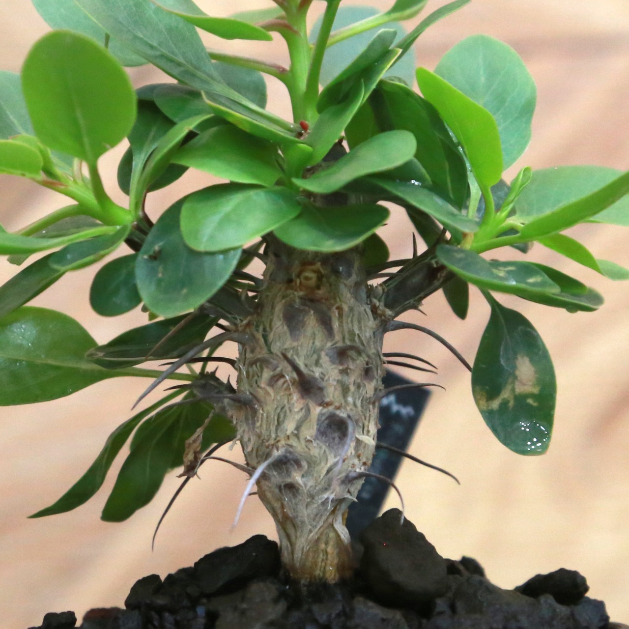 Fouquieria diguetii フォークイエリア ディグエッティ / 実生（幹太） / Lot.002