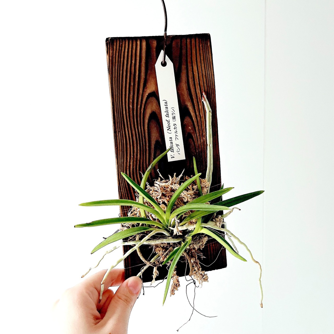 フウラン｜Vanda falcata（Neof. falcata）calm cafe