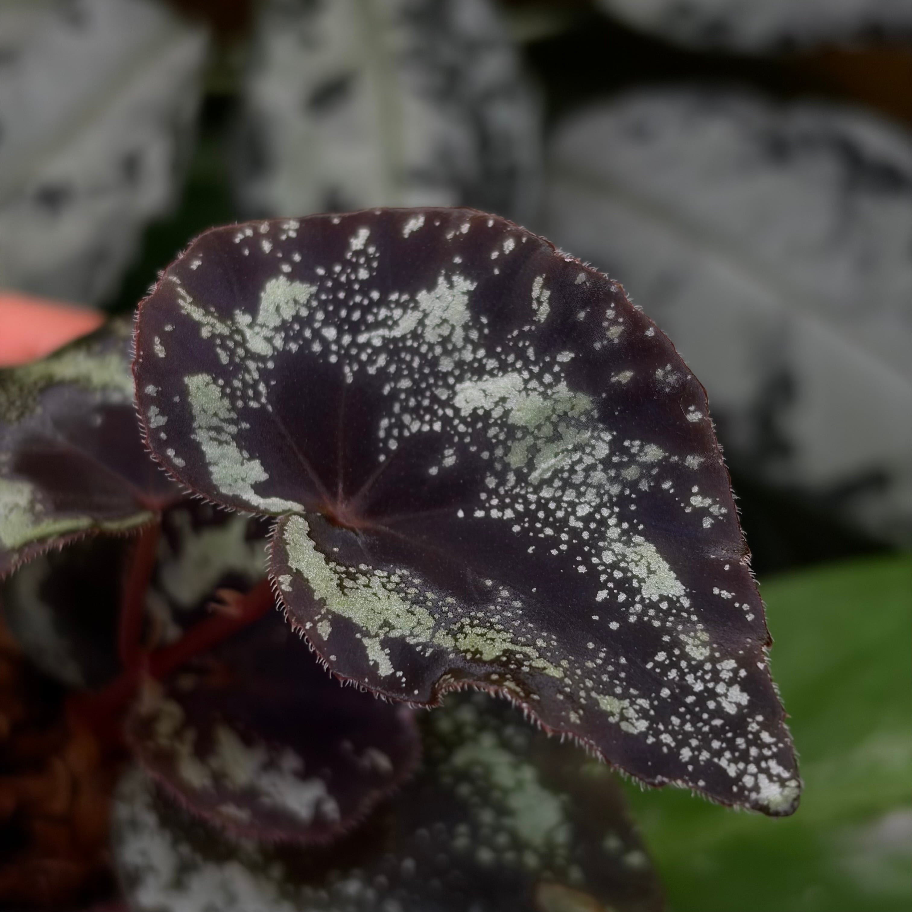 Begonia sp. Kapong Phang Nga【ZOE0425-5t】 銀河系 | 熱帯雨林植物