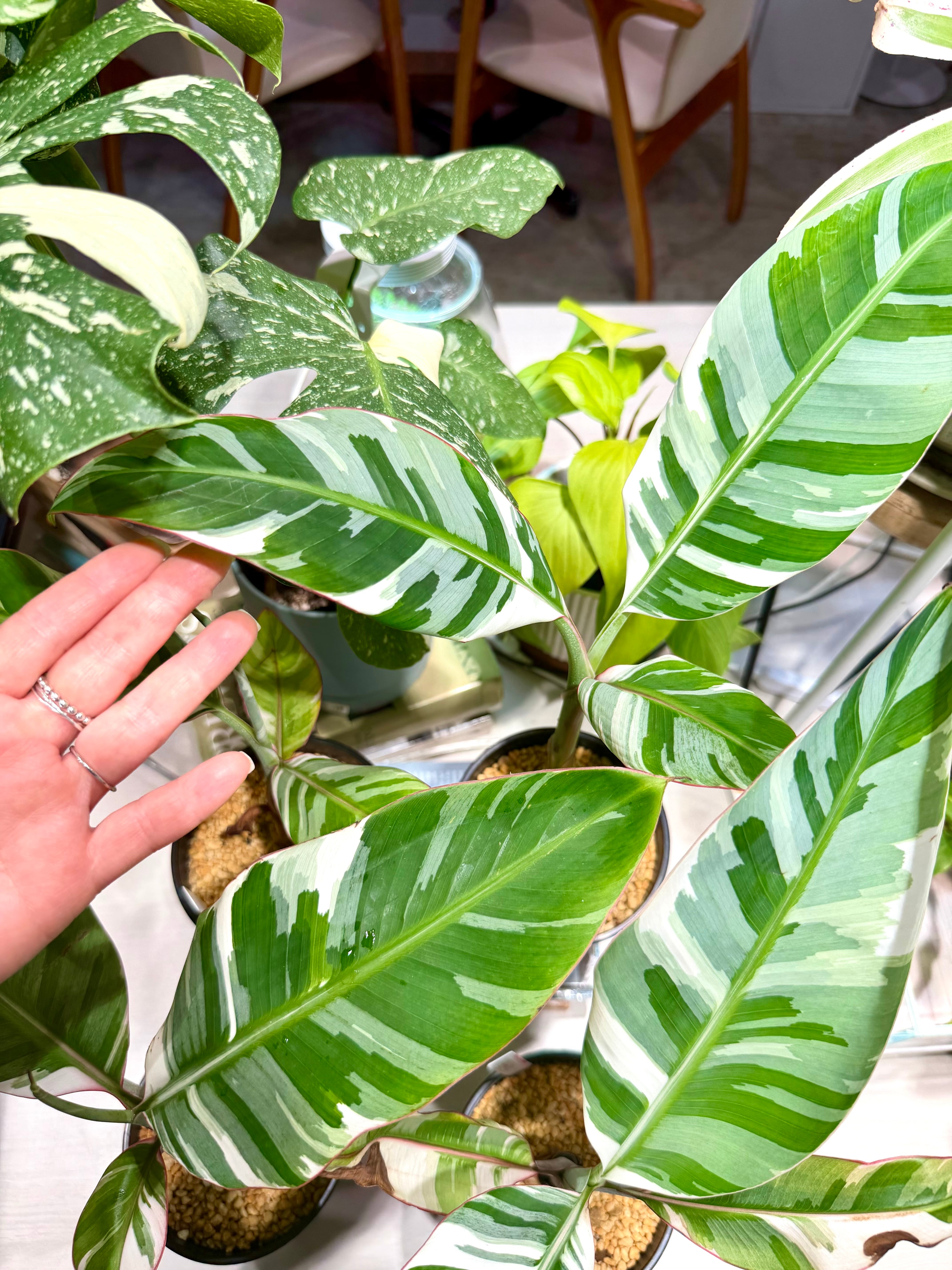 数量限定【超激レア植物D】斑入りのバナナムサアエアエ（ほとんど世に