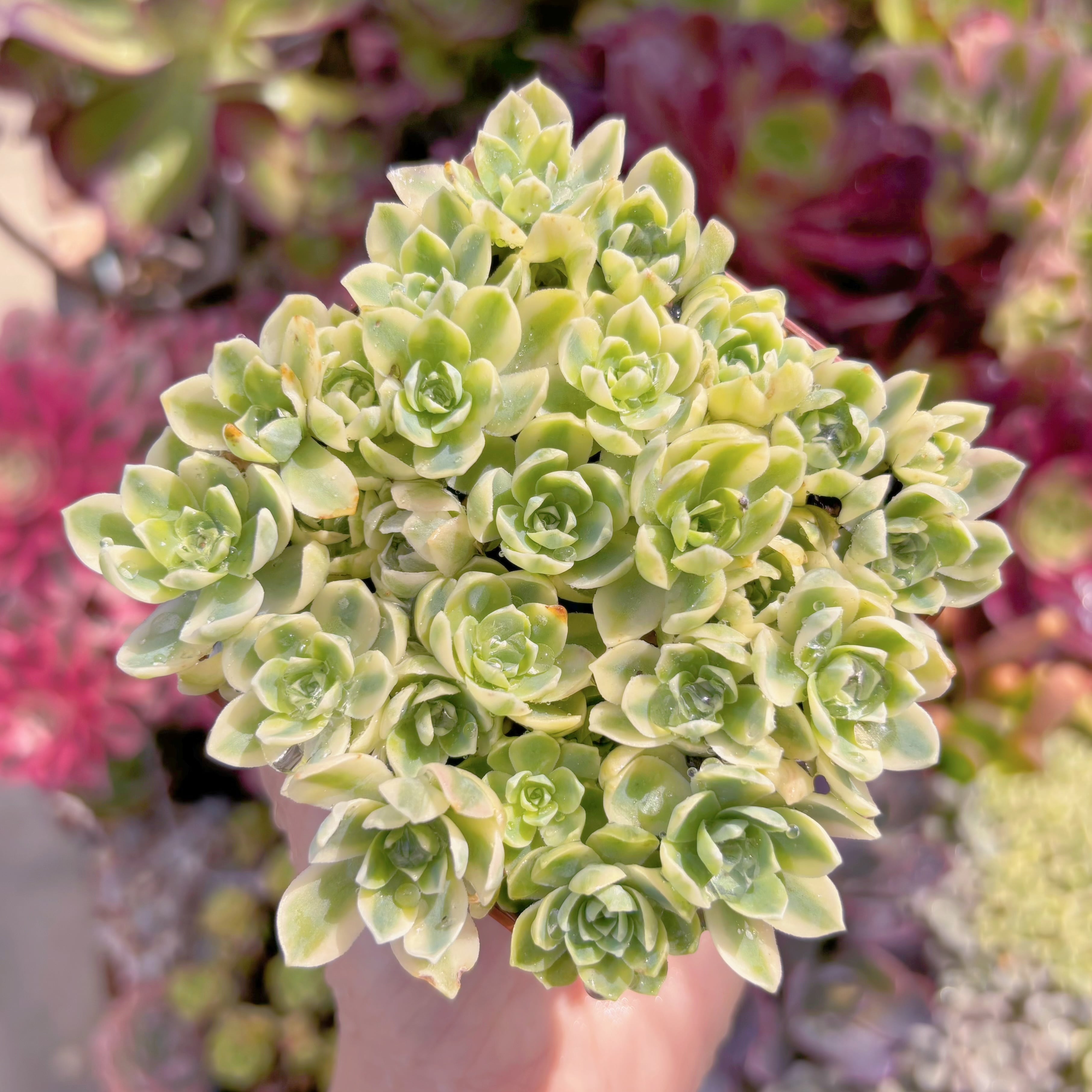 現品　Sedum Palmeri#1125　るる農園