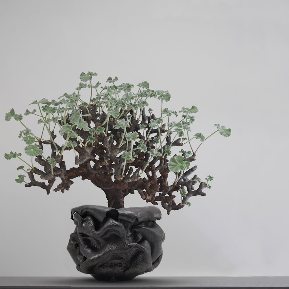 AHD Qusha POT Qusha_04 ピロン鉢赤松宏樹