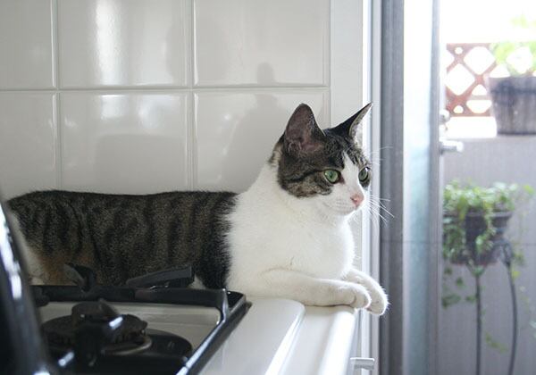 猫 ポストカード The Cat who....キャット オン キッチン 10x14.8センチ(cm)官製はがきサイズ 猫写真 はがき ねこ葉書 ネコハガキ Postcard アイとちび ジェリー