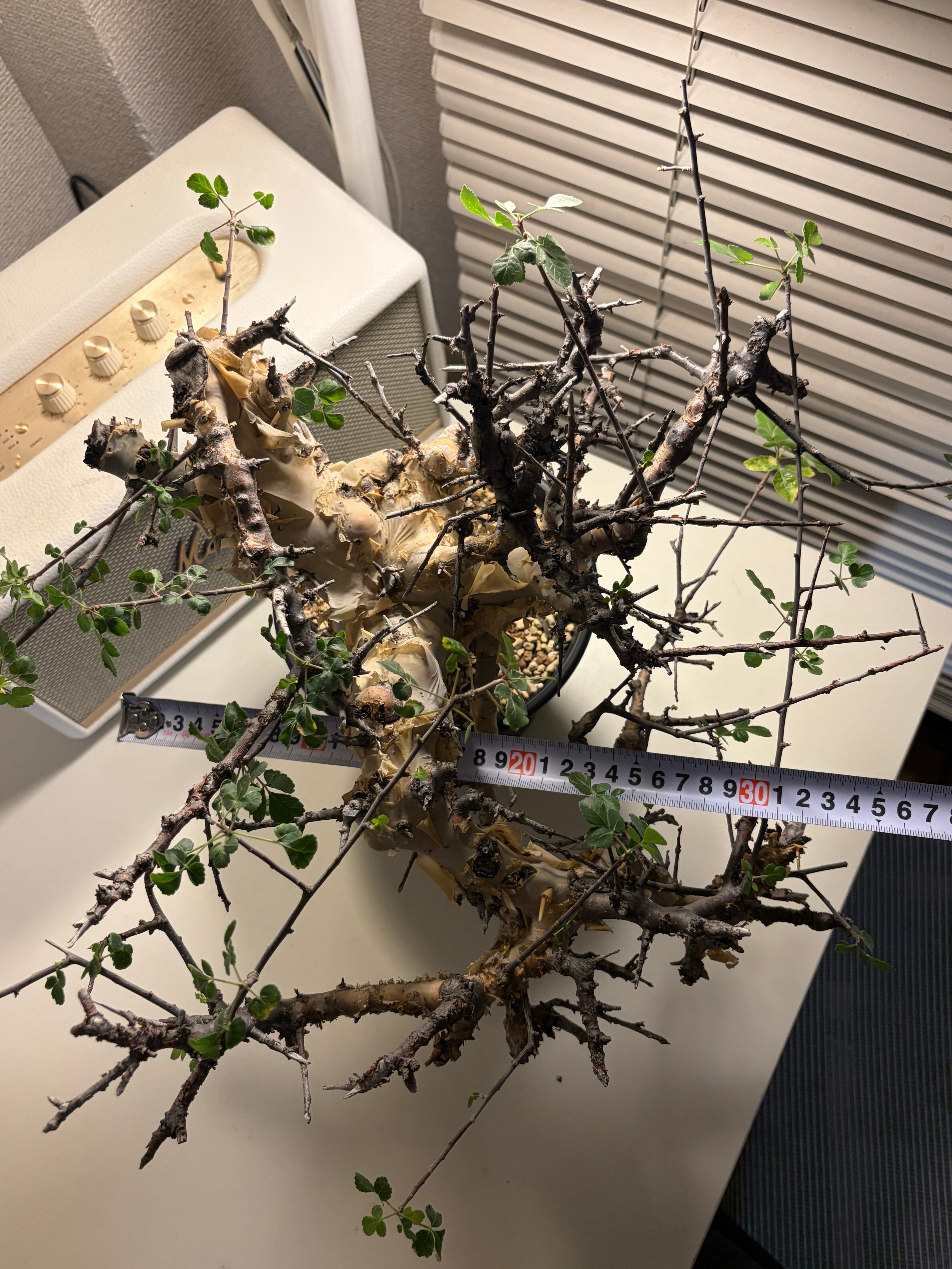 荒れ狂うコミフォラ カタフ ターカネンシス Commiphora グラキリス