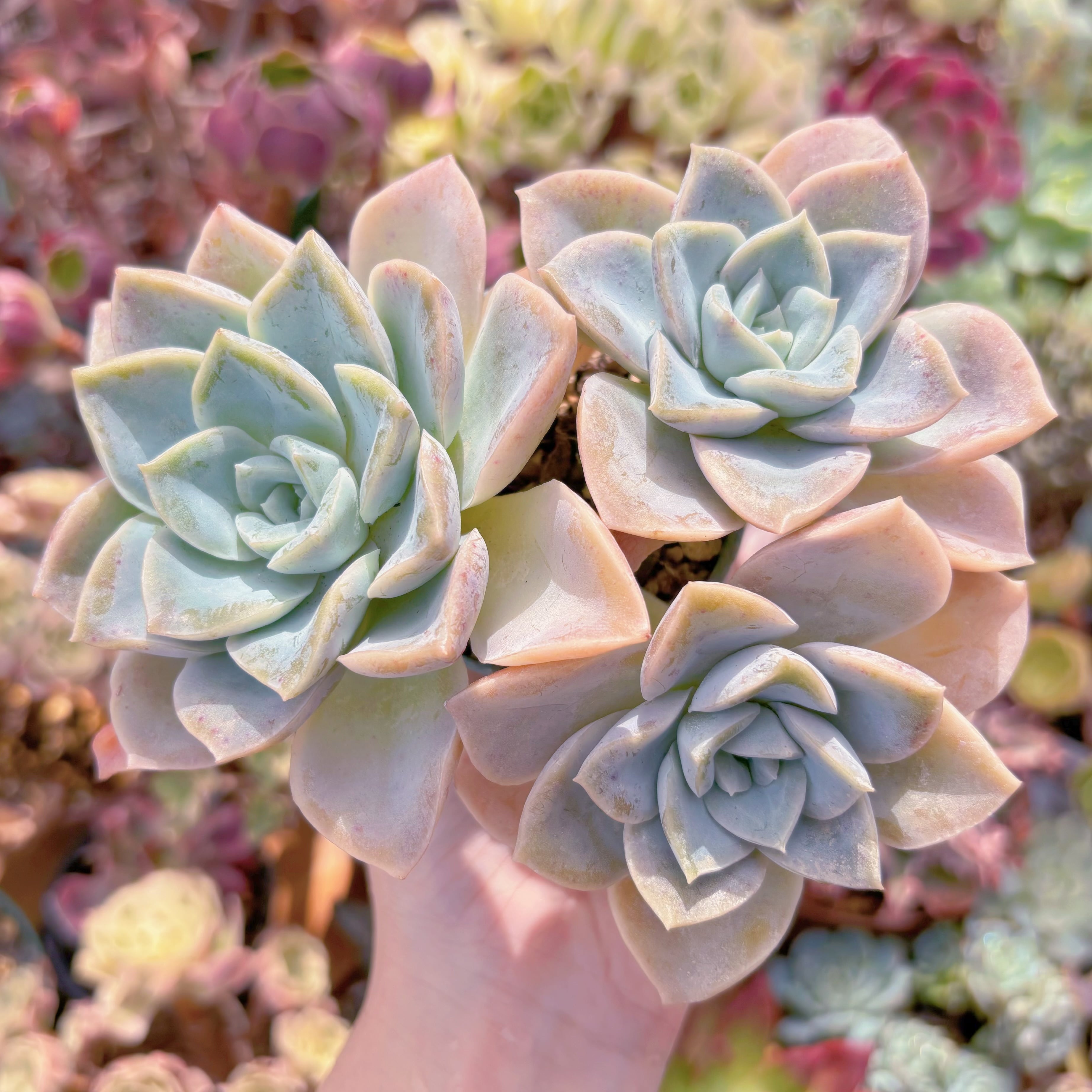 多肉植物　ラブリーローズx白牡丹　群生　新入荷　るる農園