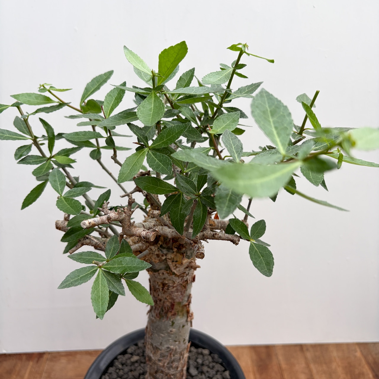 Commiphora kua【コミフォラ・クア】