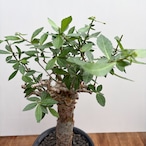 Commiphora kua【コミフォラ・クア】