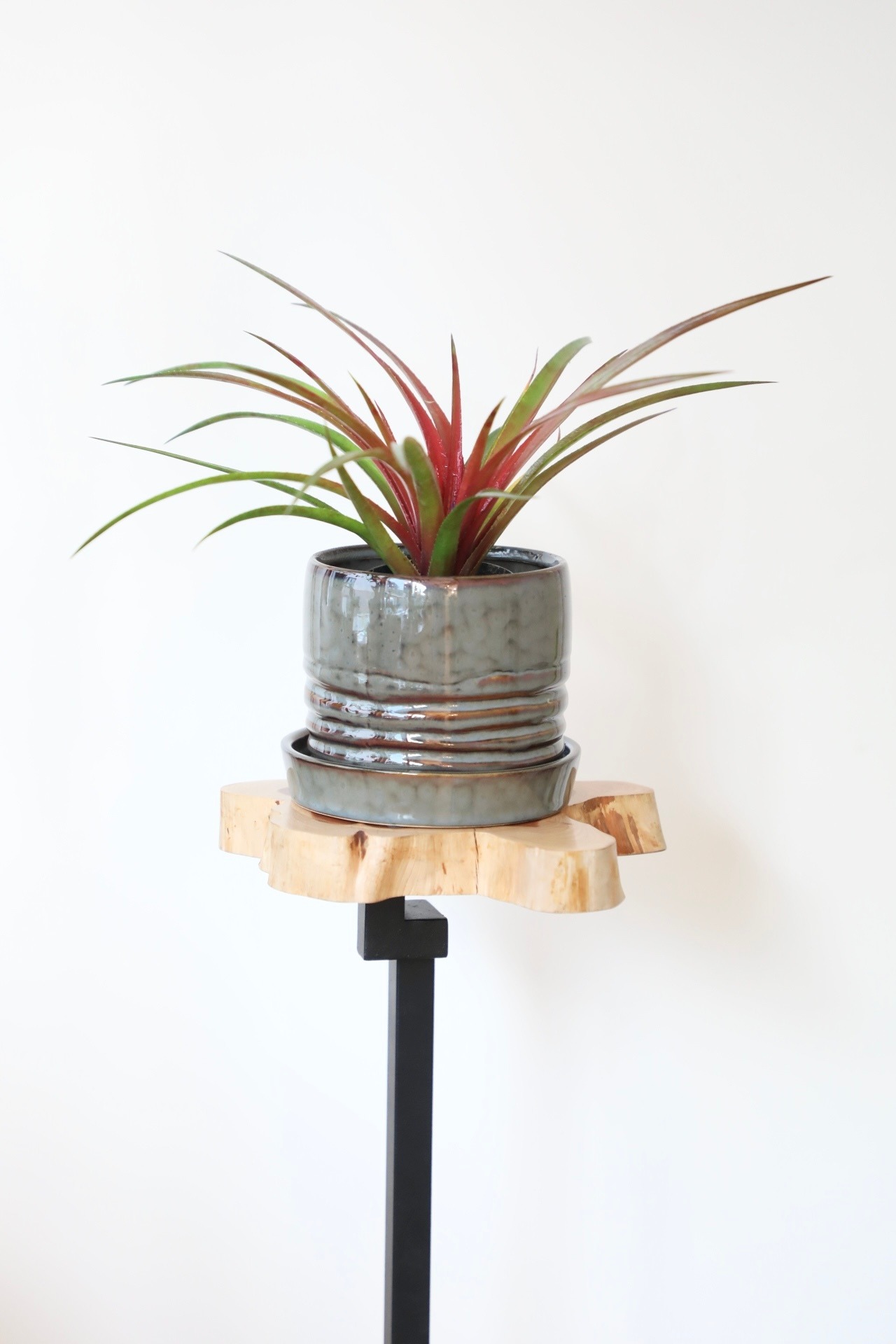 ネオフィツム ファイヤークラッカー/Neophytum Firecracker 　※陶器鉢付き