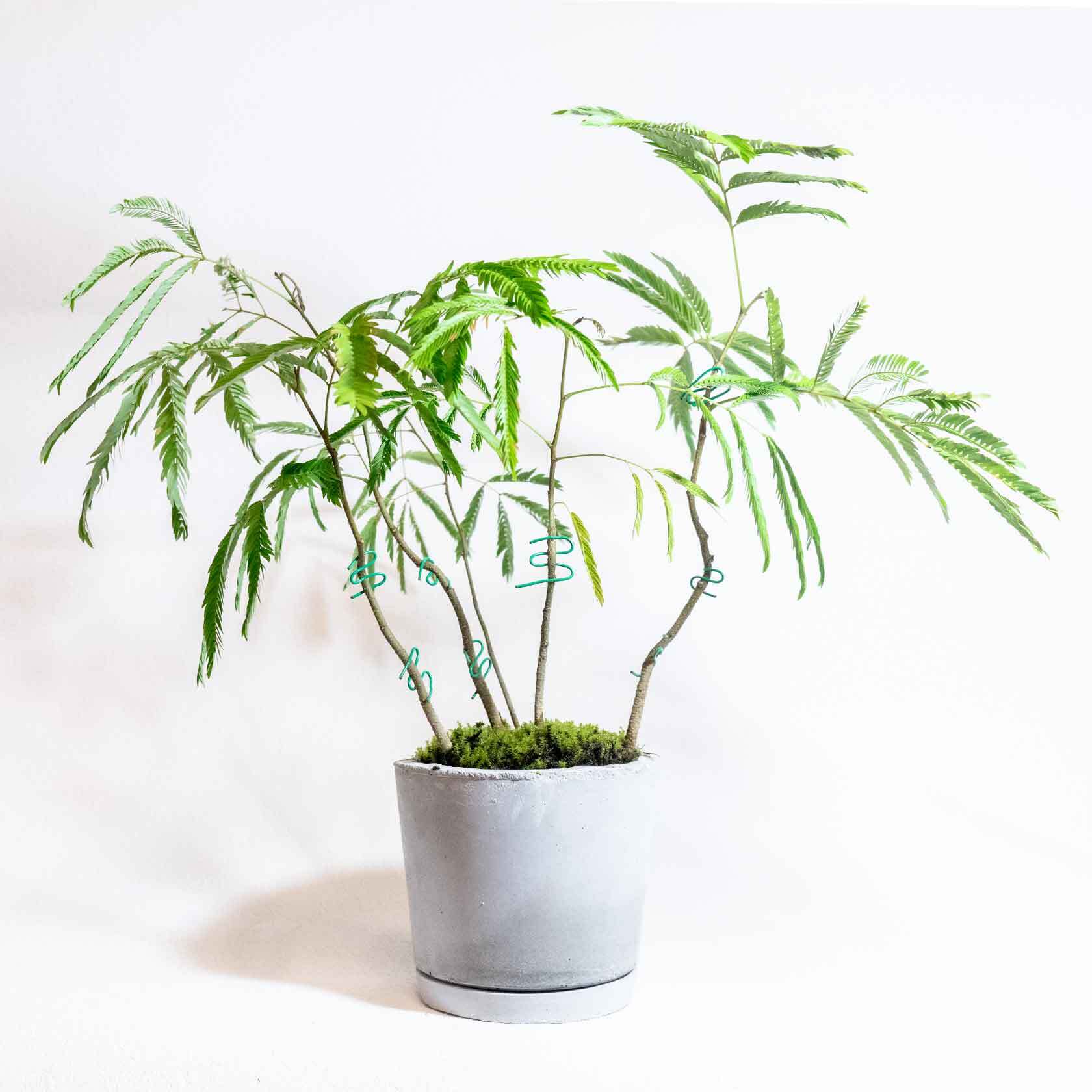デスクに置ける観葉植物 エバーフレッシュと苔の鉢植え ざらっとした風合いの自作モルタル鉢 送料全国一律850円 アトモスフィア 自作の鉢を使った観葉植物や多肉植物 塊根植物などの通販