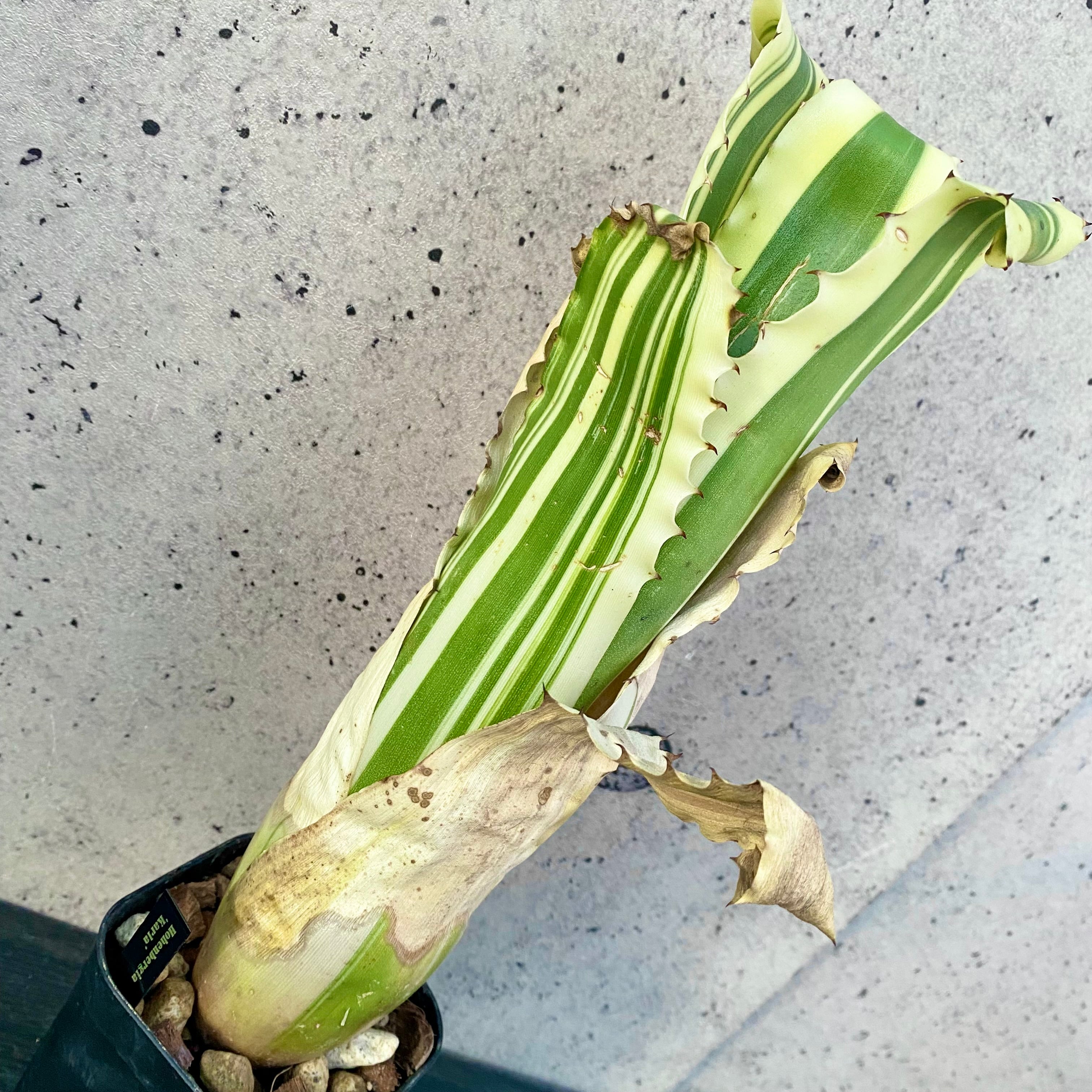 Planet Plants プラネットプランツ