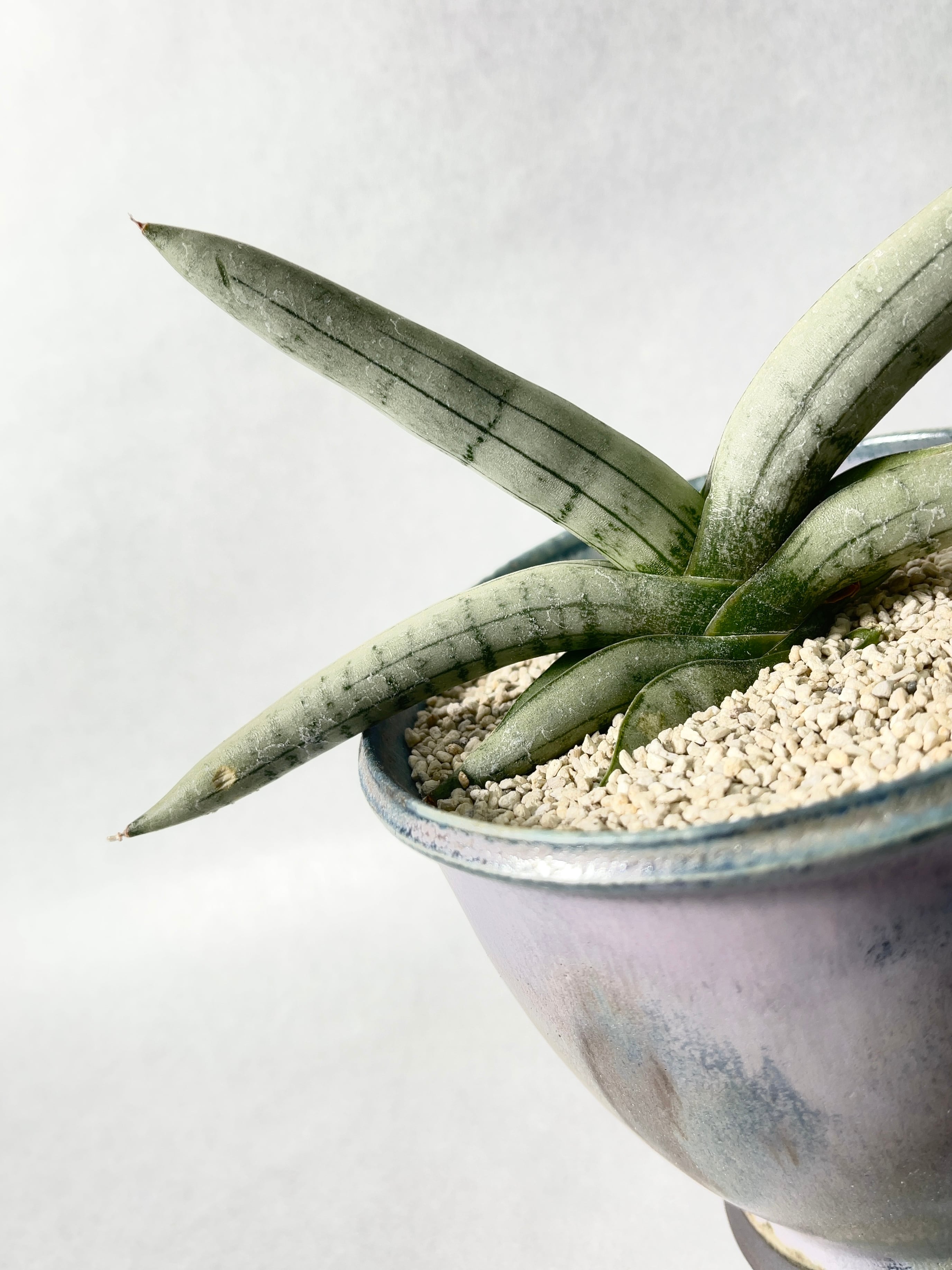 サンセベリアボンセレンシス サンセベリア・ボンセレンシスプラチナム | trigger