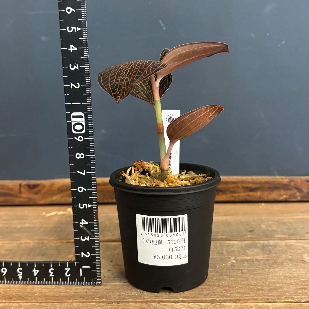 ジュエルオーキッド アネクトキルス sp 赤脈type【1026】