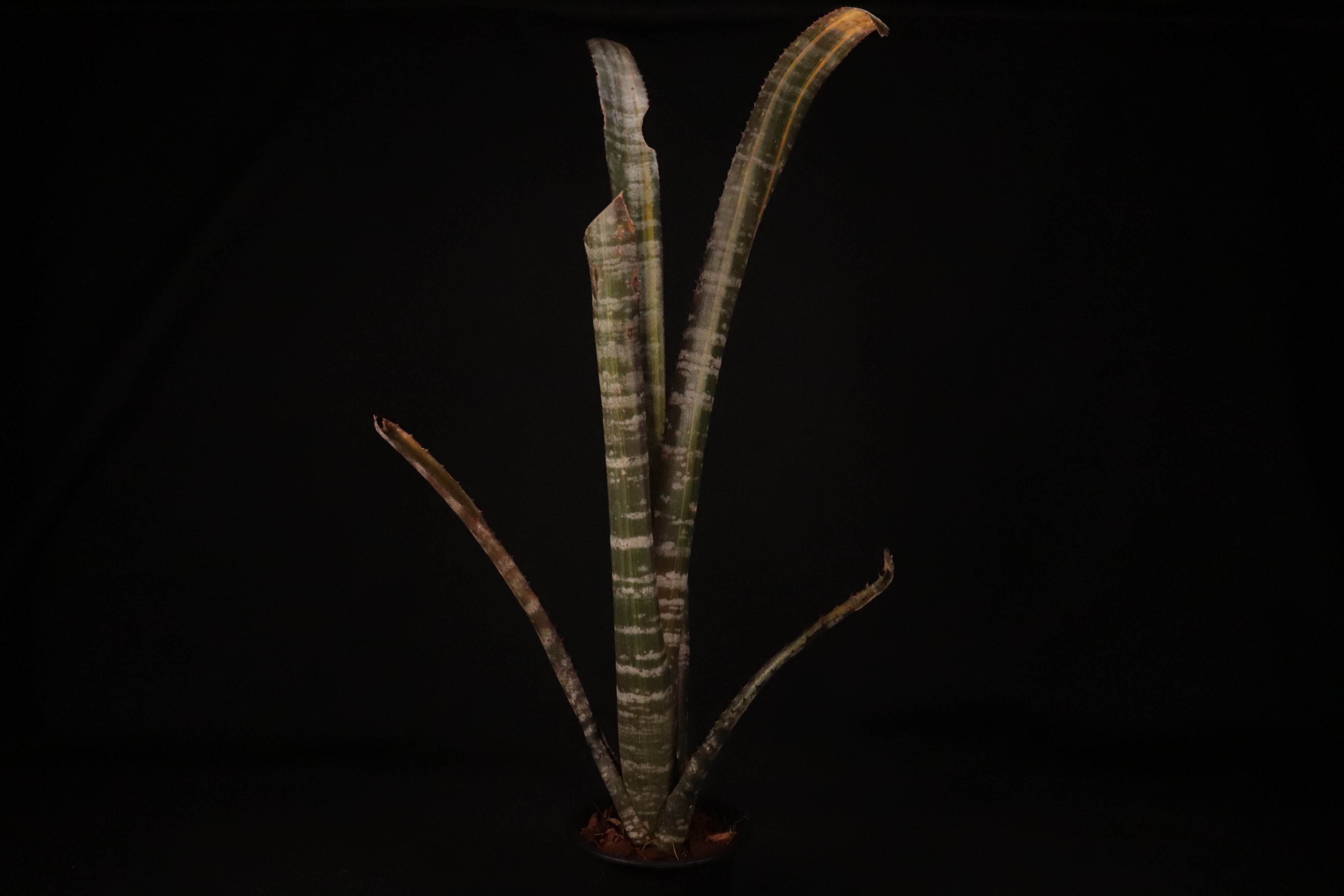 送料無料】Billbergia rosea variegated〔ビルベルギア〕現品発送B0170