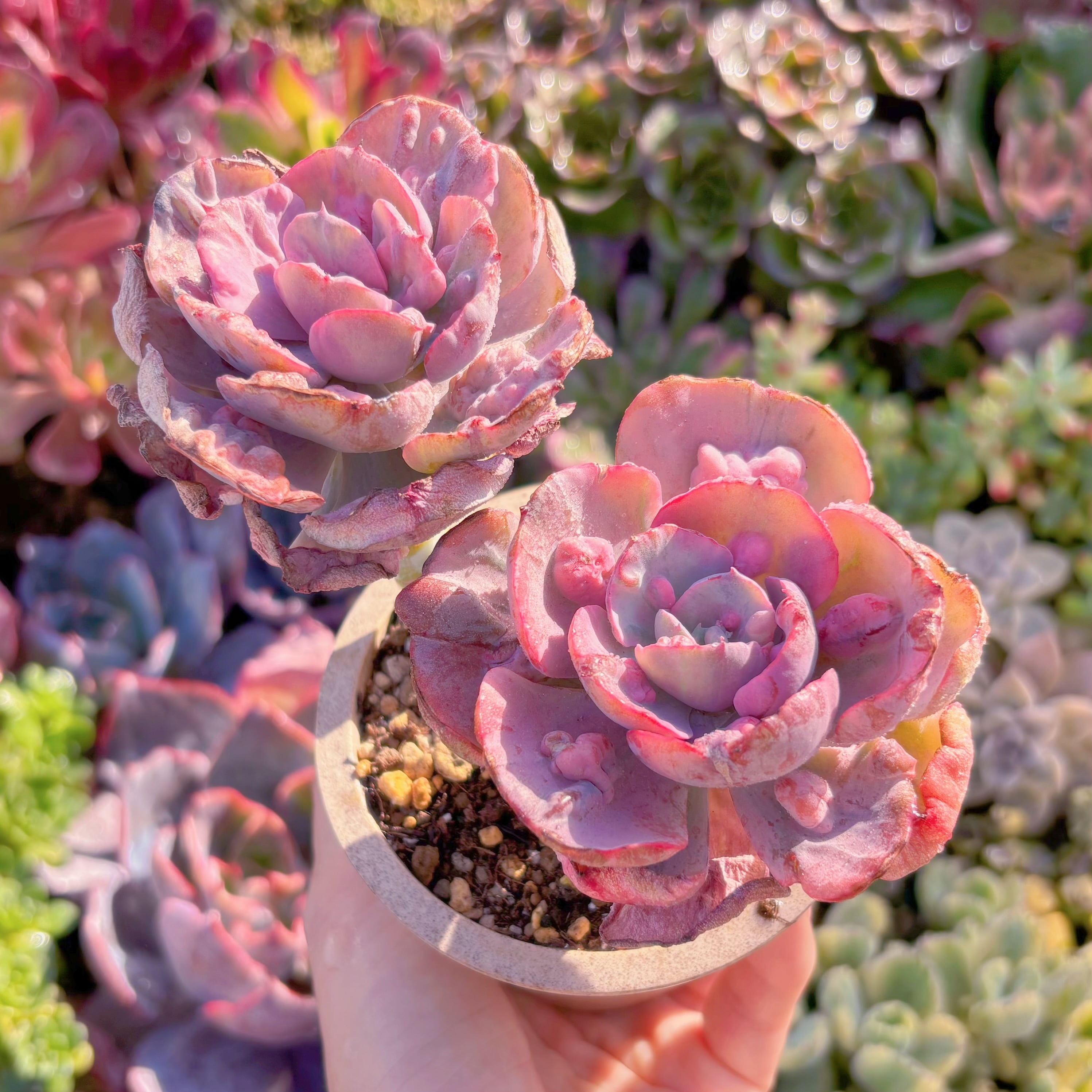 現品　ビヨンセ錦#M019　群生　新入荷　るる農園