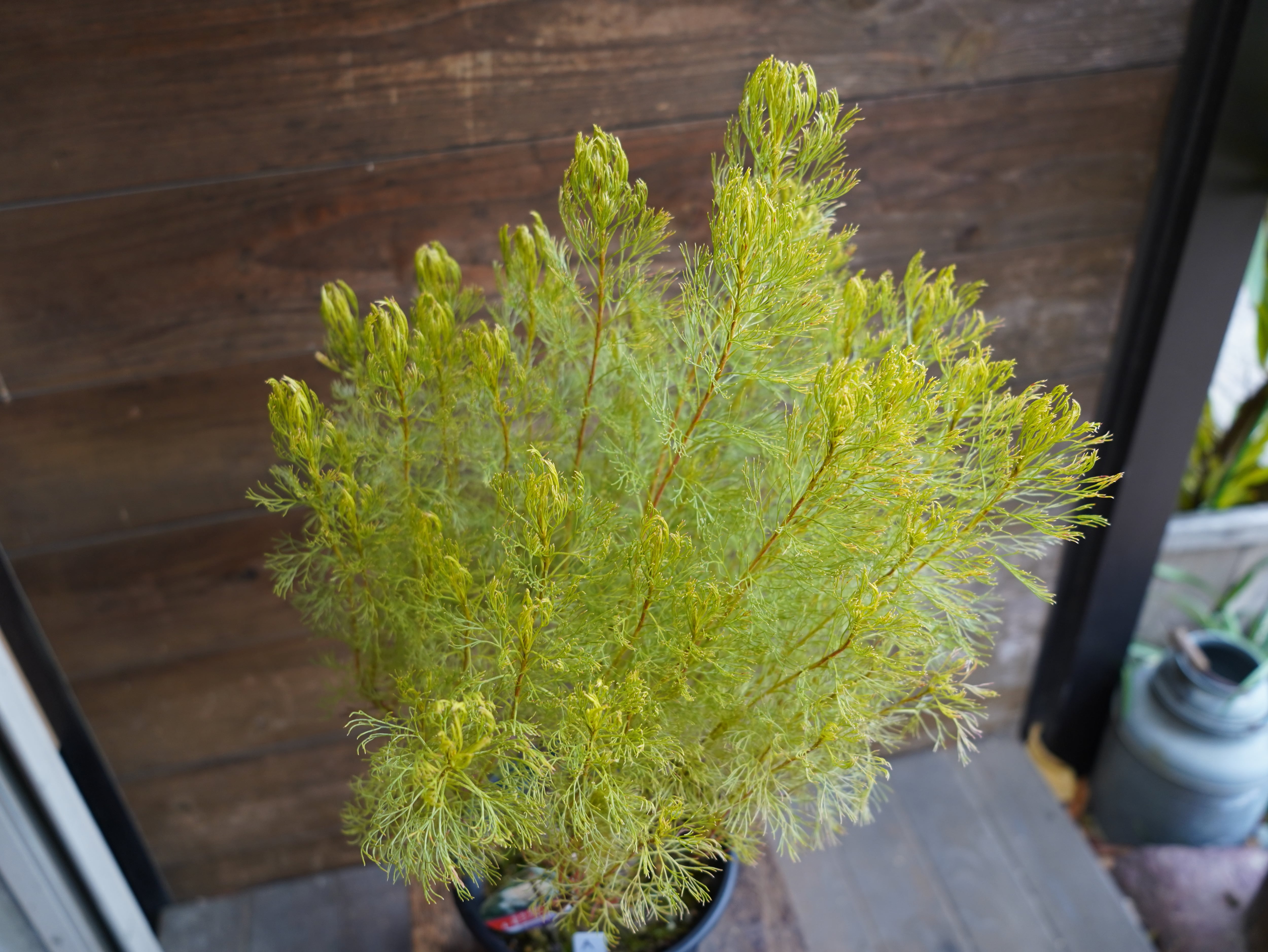 【現物】セルリア　”グロメラータ’レモンハニー”　A