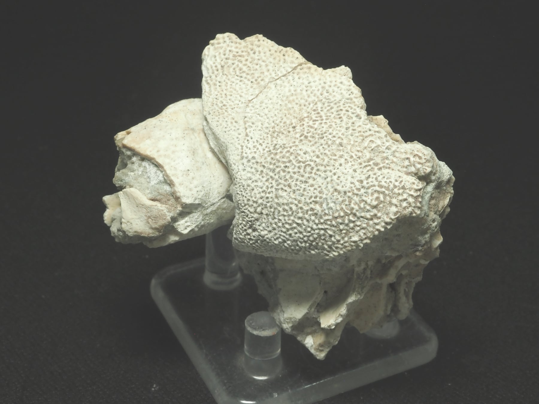 Placoderm / 甲冑魚 | 化石・隕石・鉱物の販売 JURASSIC