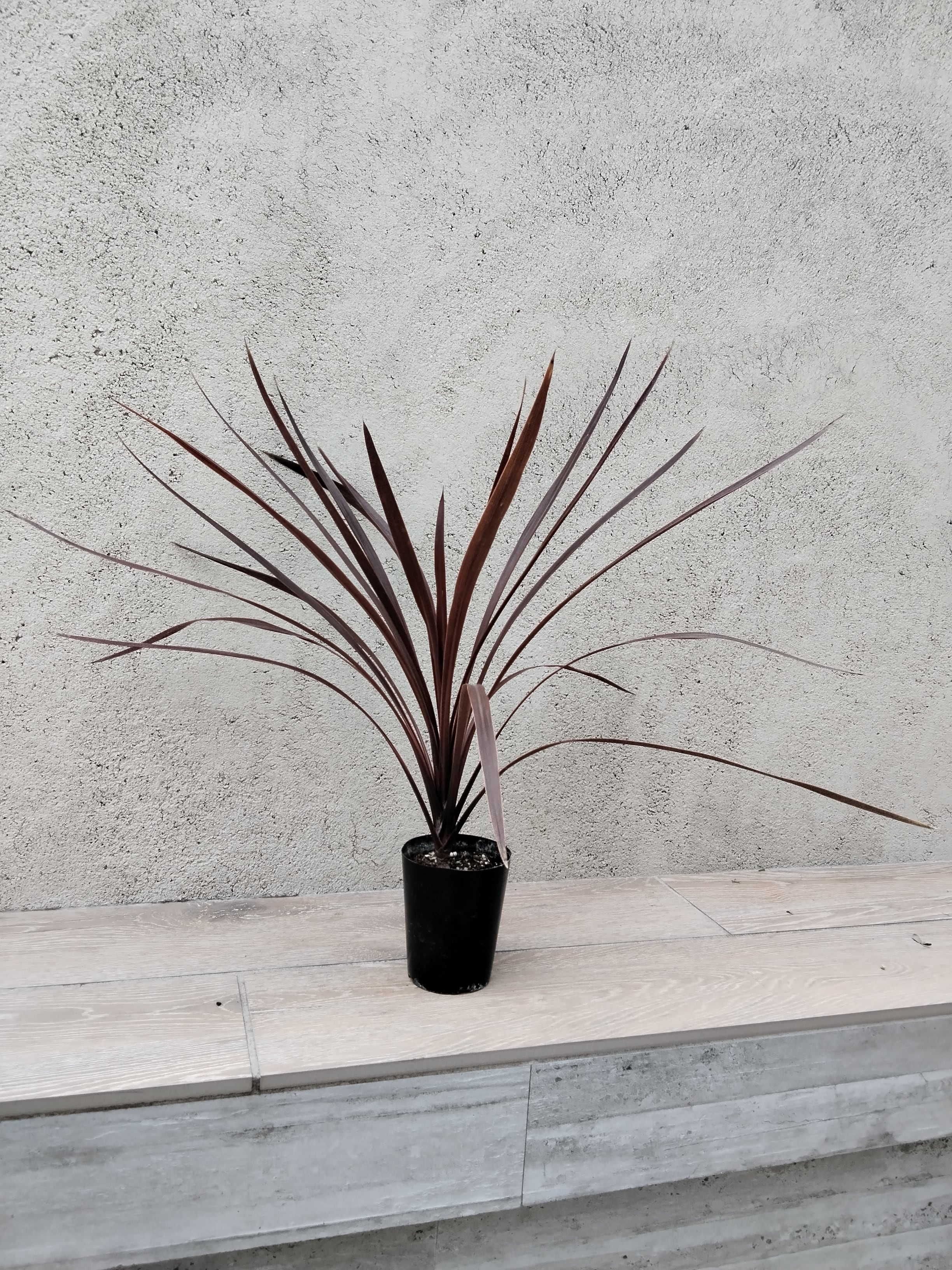 P.willinckii cv. Sailor Saturn【artPLANTs】ビカクシダ/Platycerium