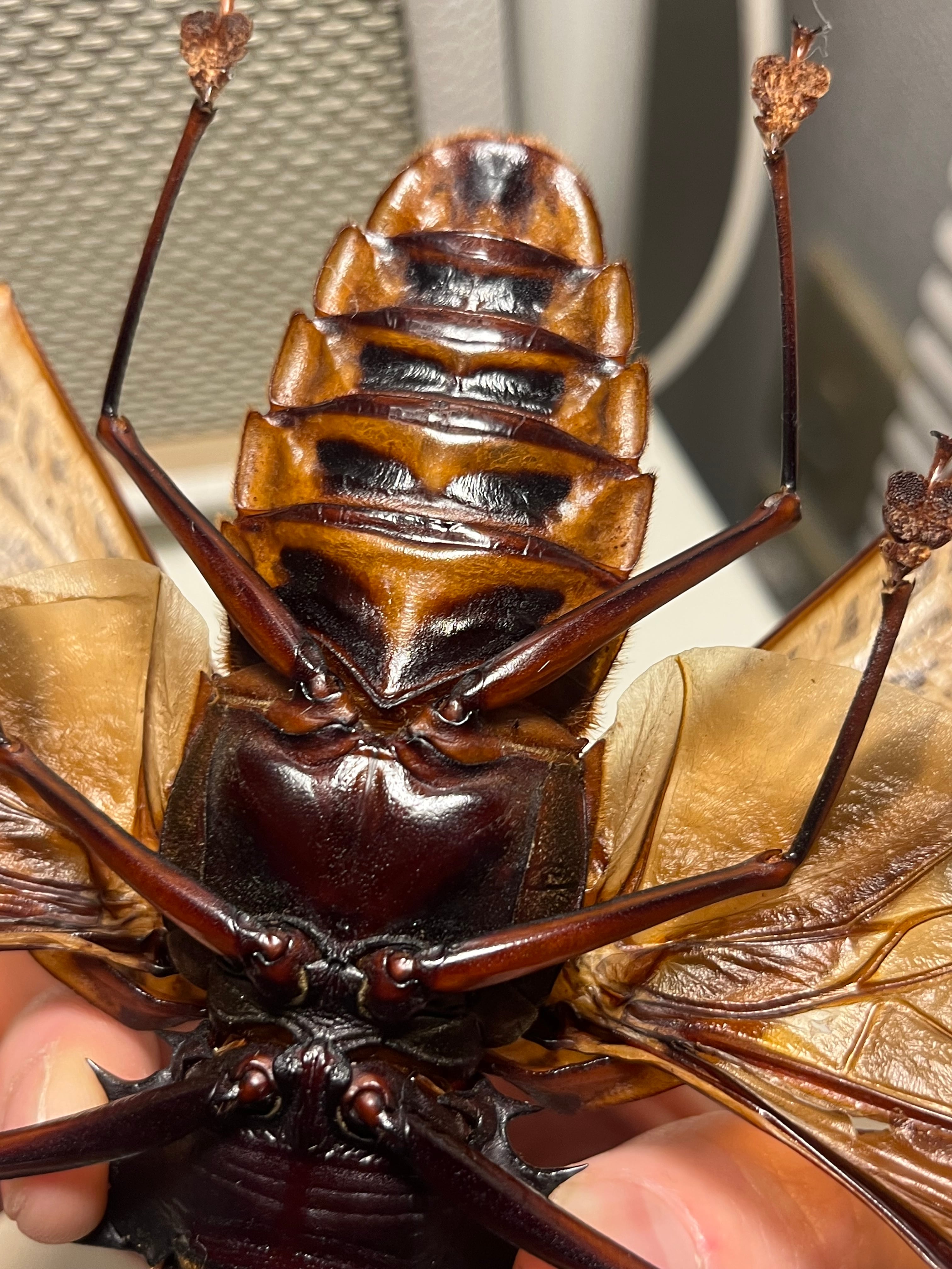 開翅155mm】オオキバウスバカミキリ 標本 Macrodontia cervicornis