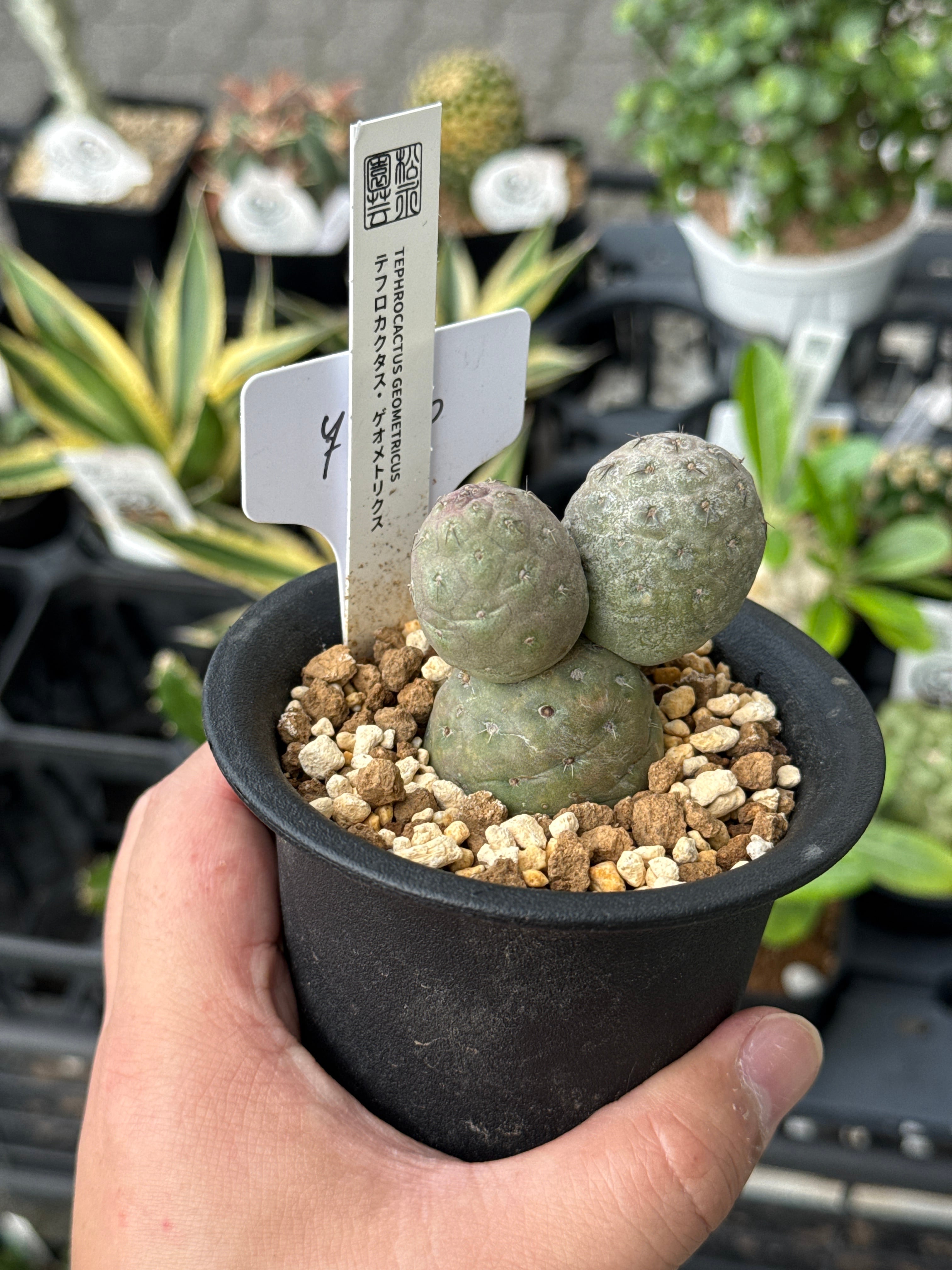 テフロカクタス ゲオメトリクス | Garden en 【2nd shop多肉植物】