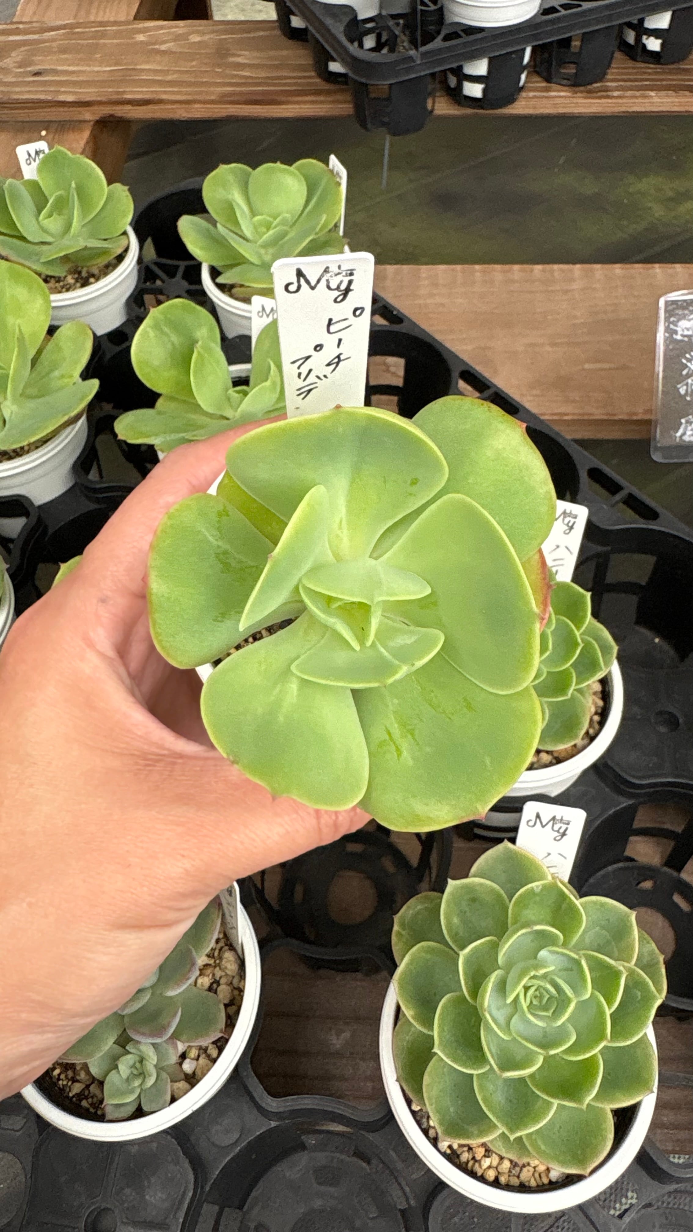 現物 多肉植物 ストロベリーミルク 特大 抜き苗 | PAY ID