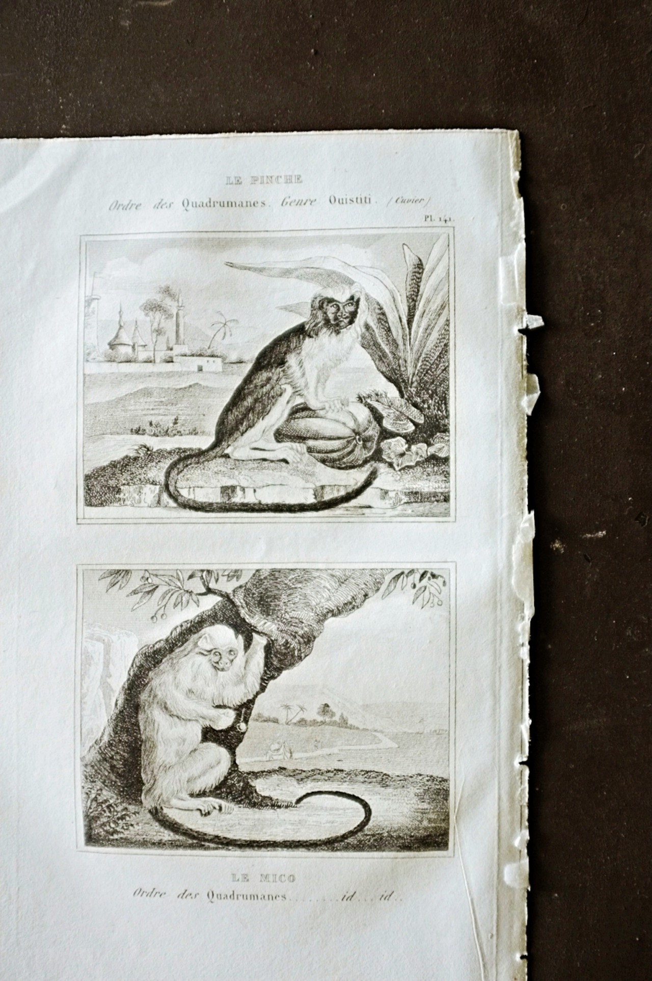 フランスアンティーク BUFFON 1835s ビュフォン伯爵による動物たちの博物画 ワタボウシタマリン  シルバーマーモセット