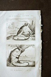 フランスアンティーク BUFFON 1835s ビュフォン伯爵による動物たちの博物画 ワタボウシタマリン  シルバーマーモセット