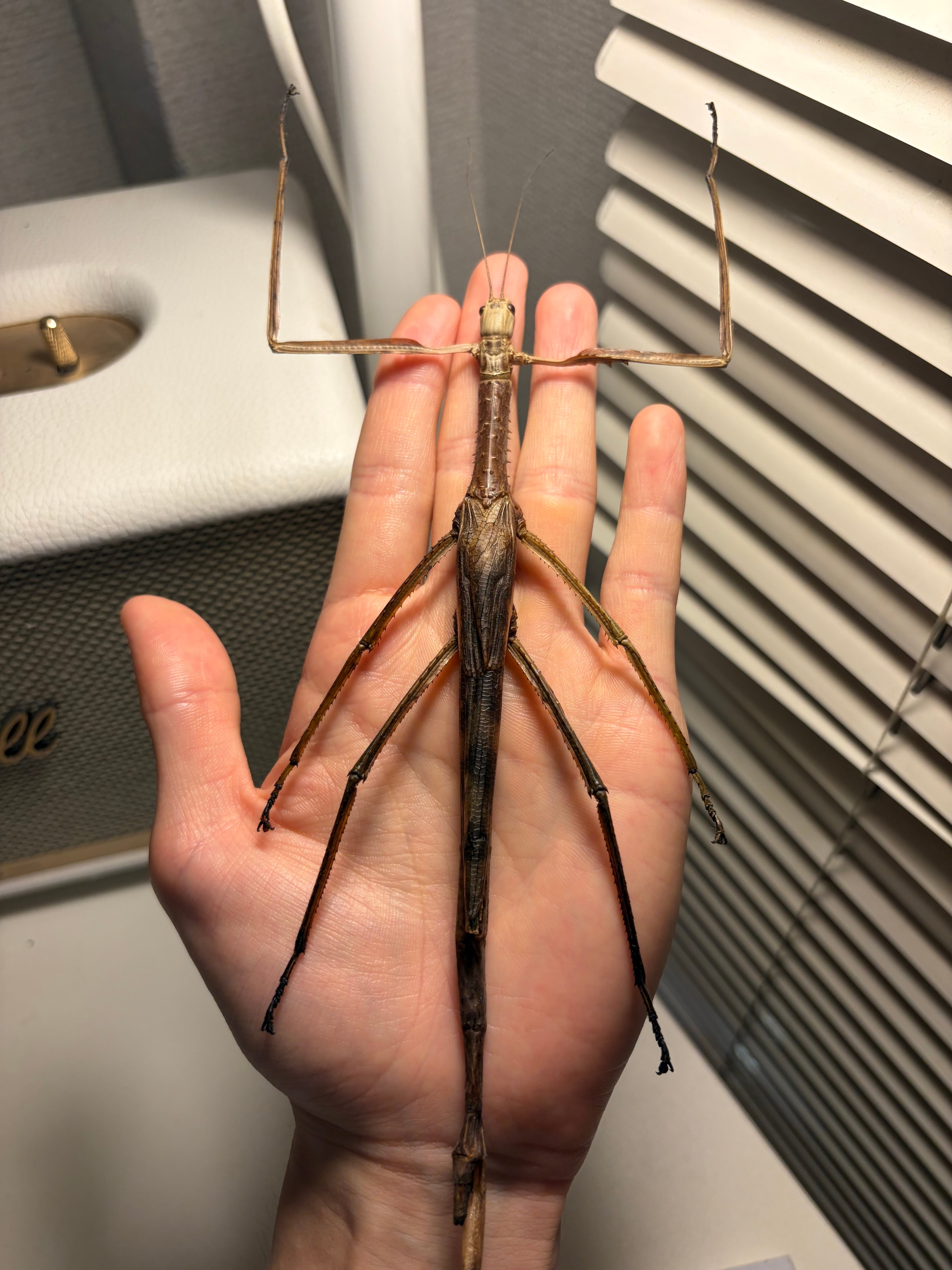 【成虫♀】ウルフィングナナフシ コノハムシカマキリマンティスコロギス標本 成虫♀】ウルフィングナナフシ コノハムシカマキリマンティスコロギス