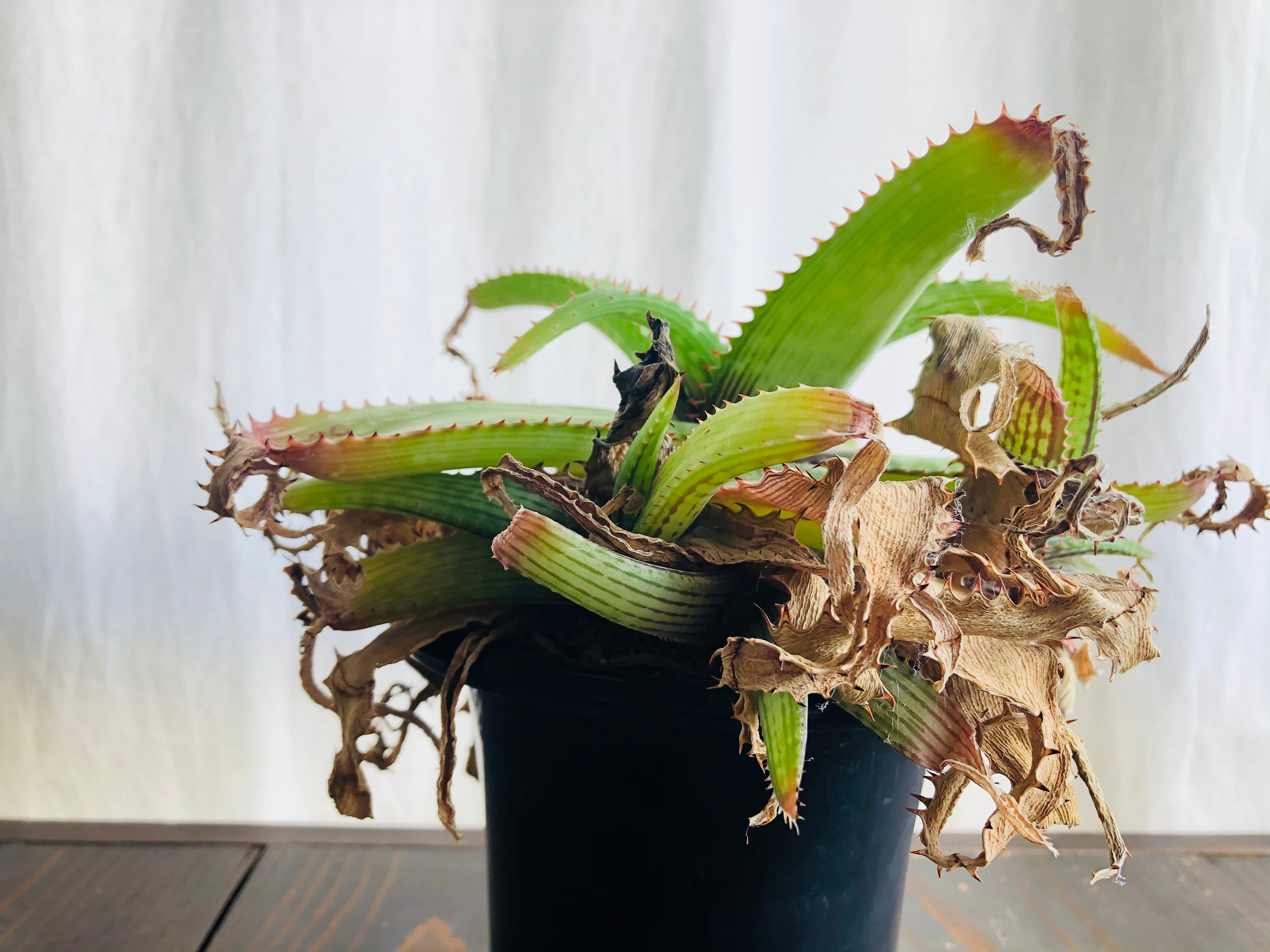 Aloe branddraaiensis アロエ ブランドレイエンシス | plants MARU