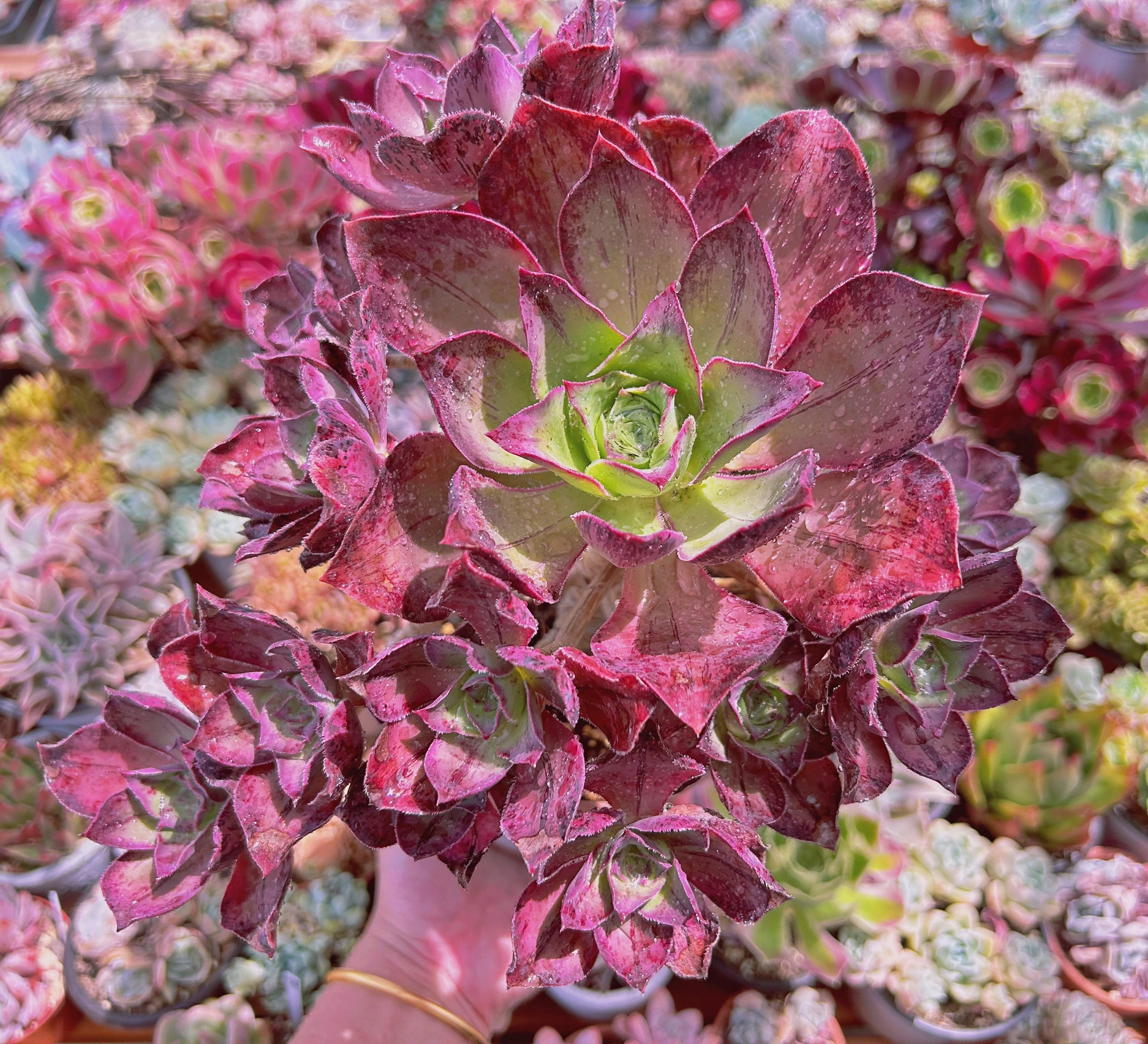 #1172現物　多肉植物　ロスコープ　特大群生　抜き苗
