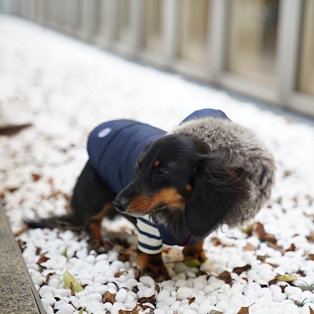 ダウンジャケット（ファー付きフード) | カニンヘンダックスと