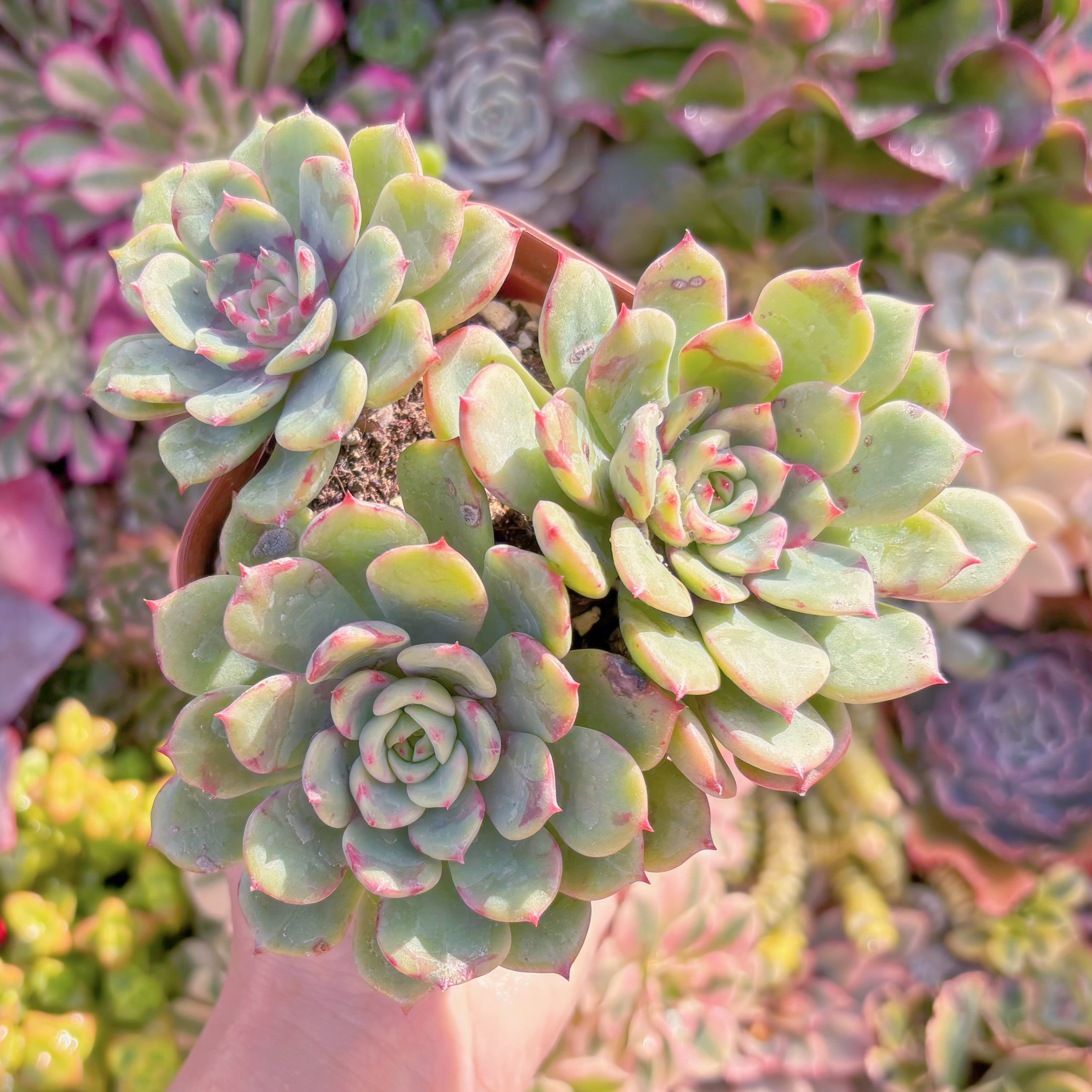 現品　サーモン#F214　群生　古株　るる農園