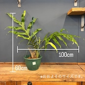 【新着3日限定10%OFF】ドリナリア ウェルシフォリア【337】