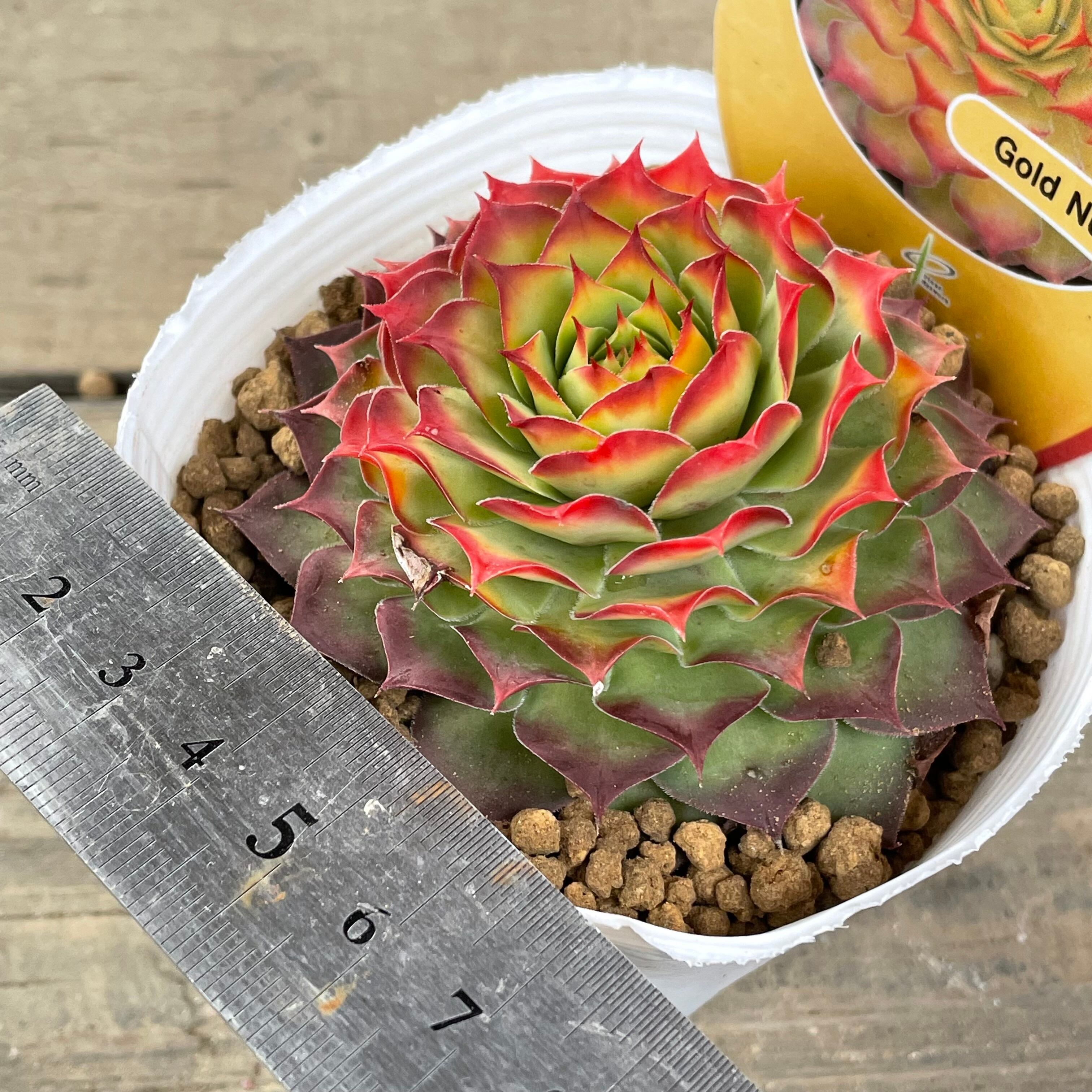 ゴールドナゲット　カット苗 ゴールドナゲット カット苗 【公式通販】